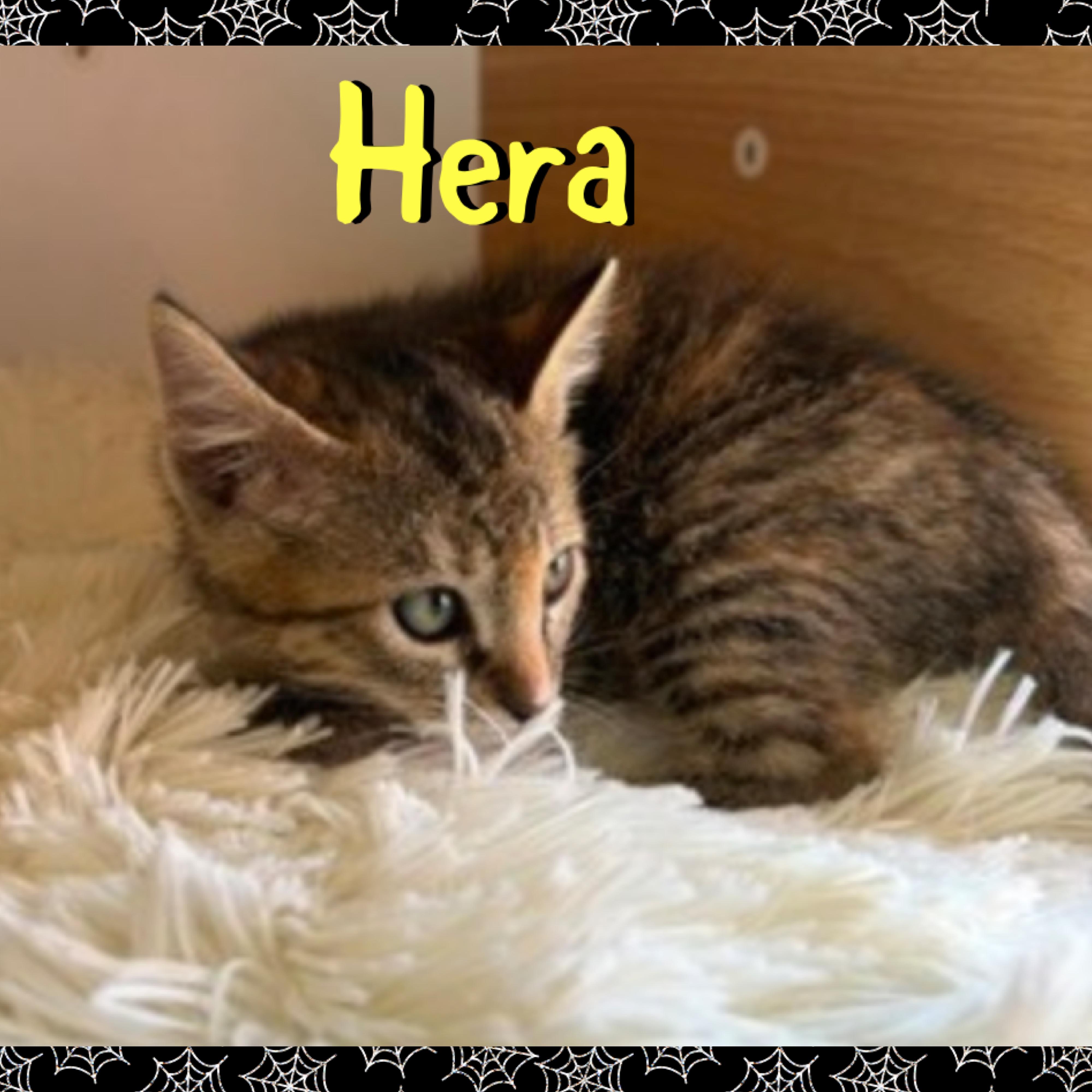 Enlarge Hera, a Adoptable mixed breed in Red Lodge, MT image 2/3
