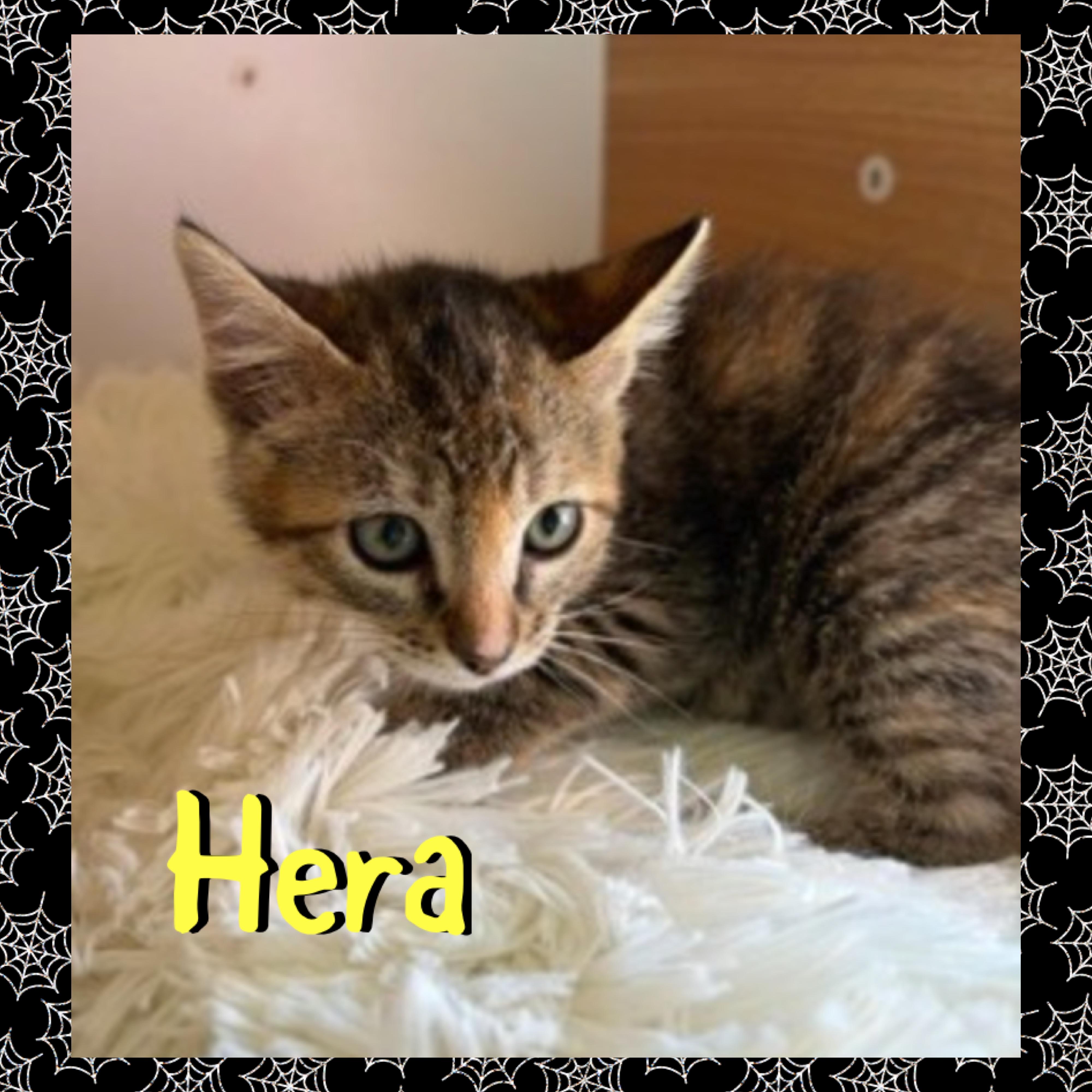 Enlarge Hera, a Adoptable mixed breed in Red Lodge, MT image 3/3