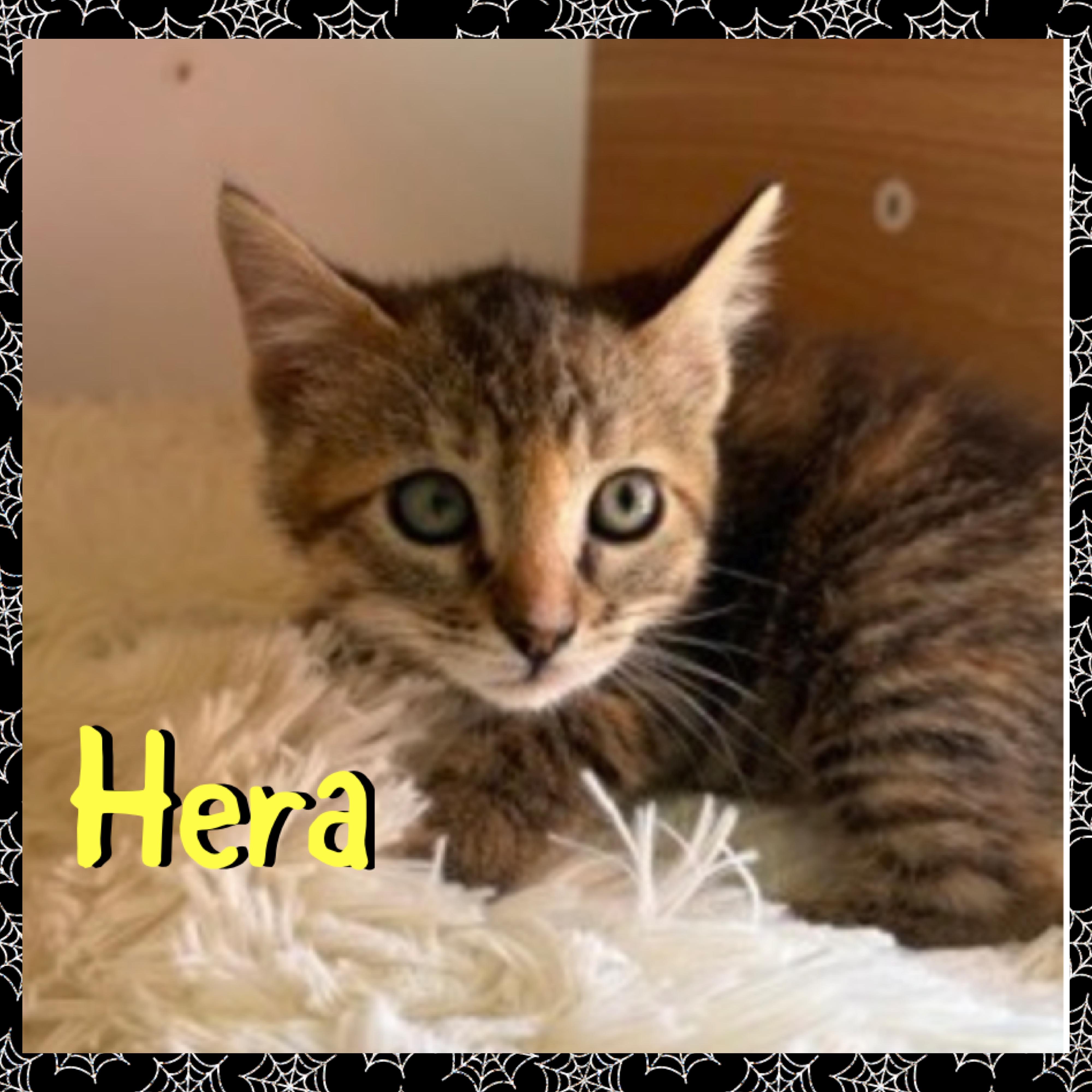 Hera, Adoptable, Kitten Female Domestic Medium Hair.