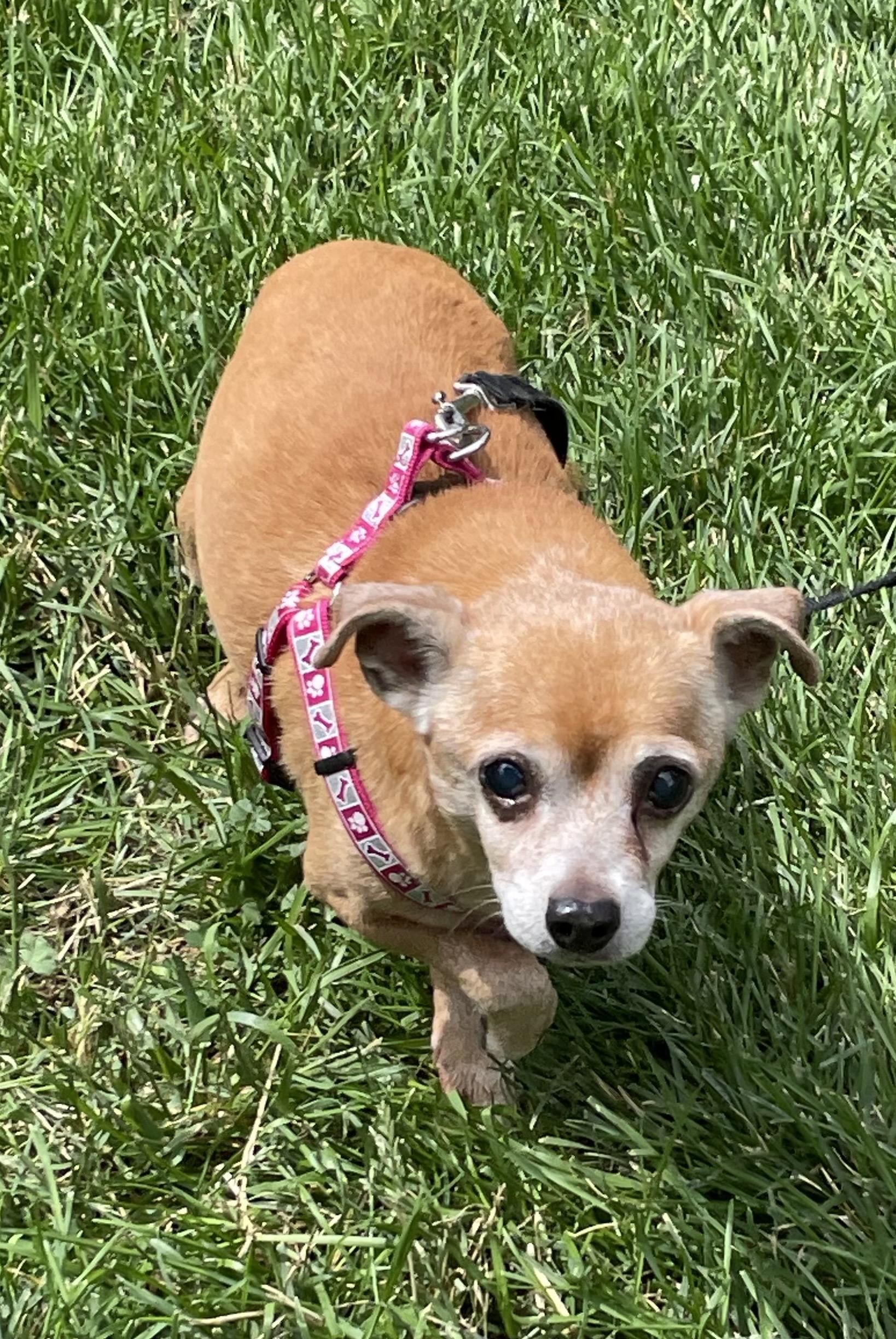 Wiggles, an adoptable Chihuahua in Durango, CO, 81301 | Photo Image 1