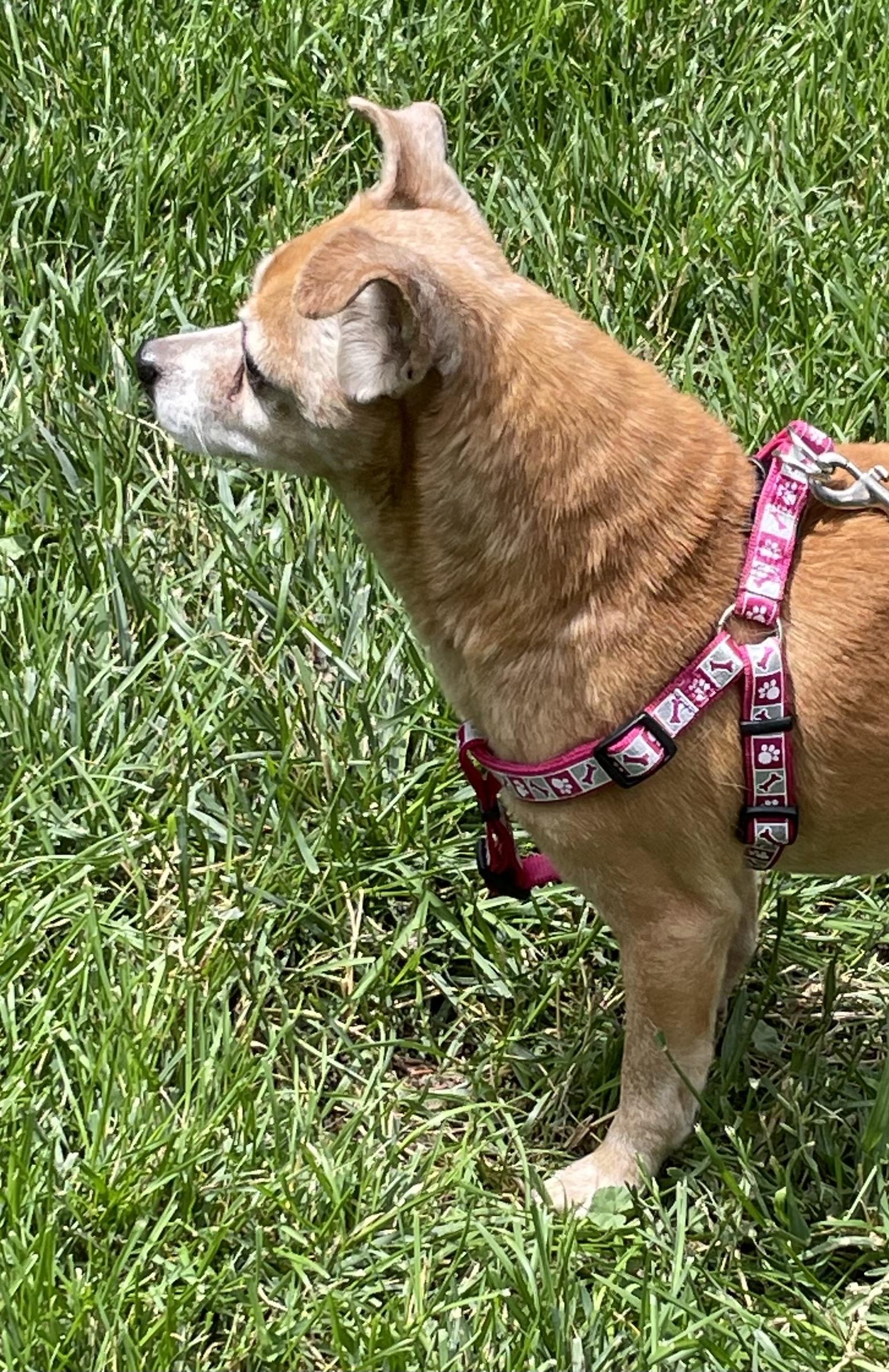 Wiggles, an adoptable Chihuahua in Durango, CO, 81301 | Photo Image 3