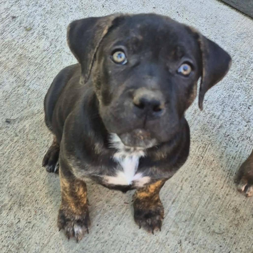 Beauty, Adoptable, Puppy Female American Staffordshire Terrier.