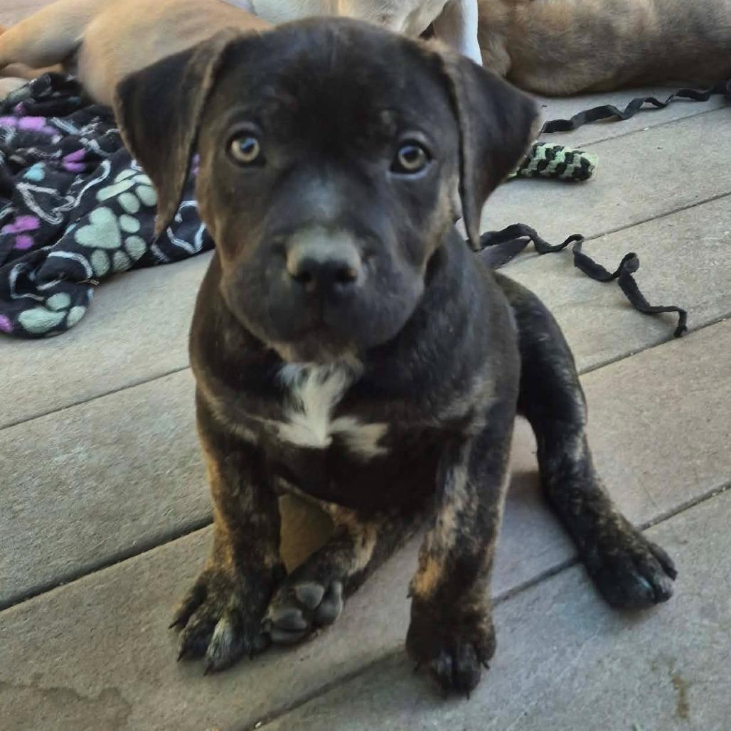 Beauty, a Adoptable American Staffordshire Terrier in Woodinville, WA image 2/5