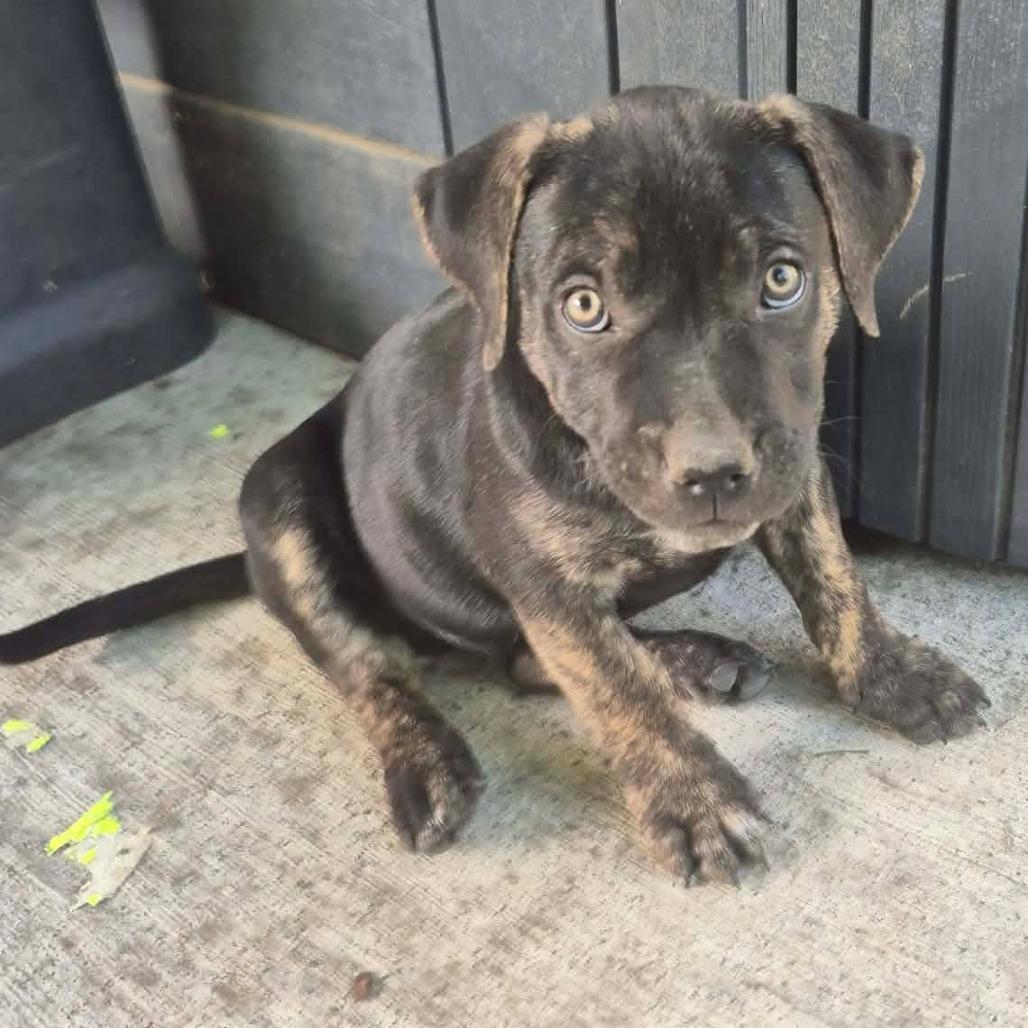 Beauty, a Adoptable American Staffordshire Terrier in Woodinville, WA image 3/5