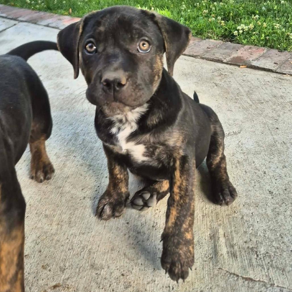 Beauty, a Adoptable American Staffordshire Terrier in Woodinville, WA image 5/5