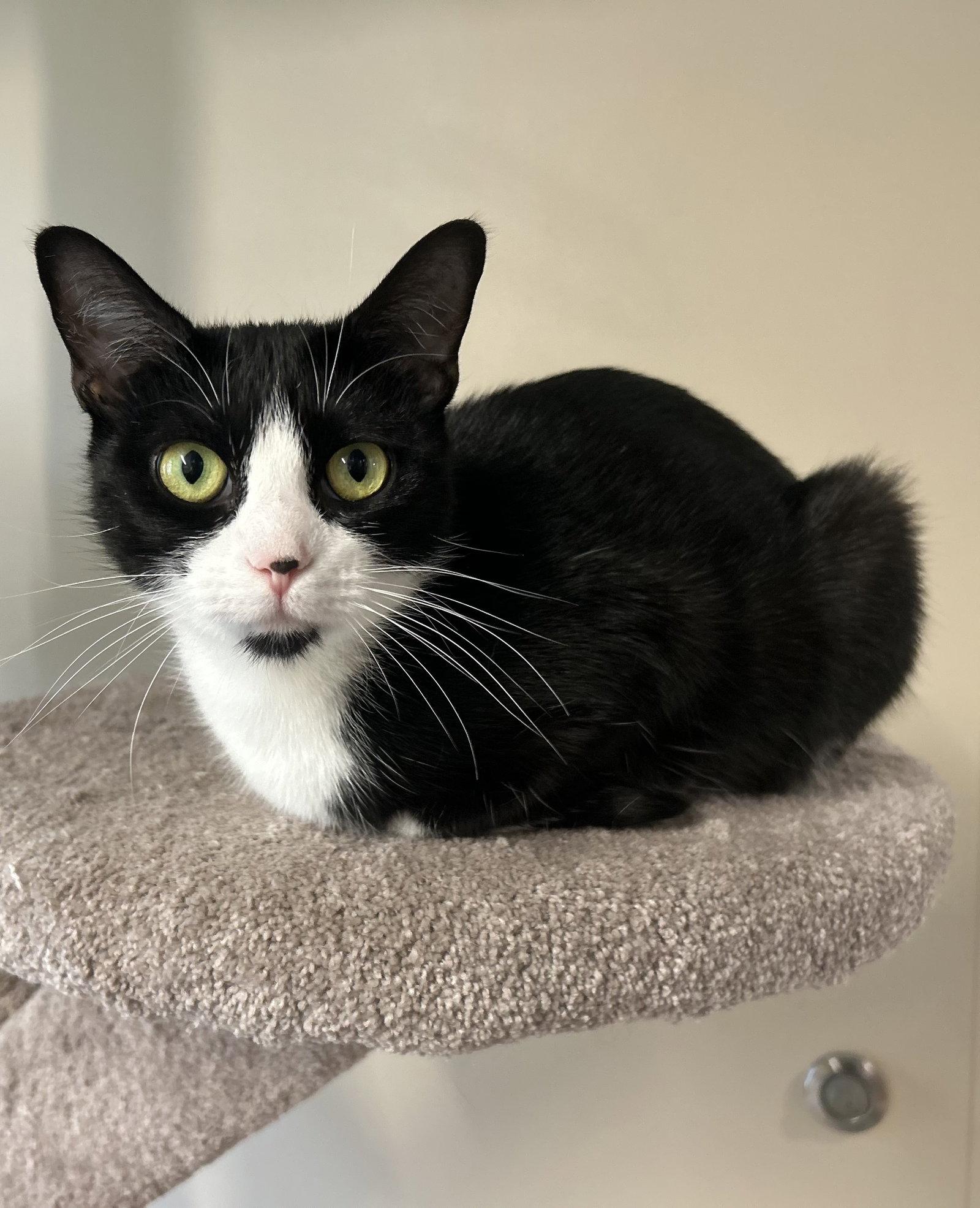 Maggie, Adopted, Adult Female Domestic Short Hair.