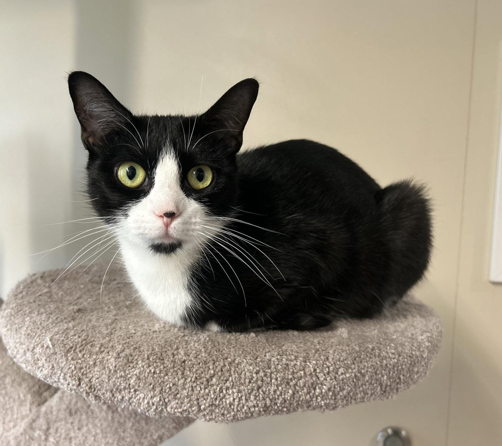 Enlarge Maggie, a Adopted Domestic Short Hair in Arlington, VT image 2/2