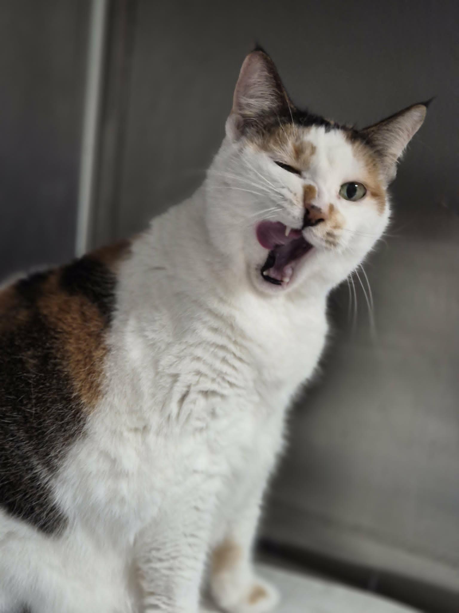 Enlarge Lucy, an adopted Calico in West Palm Beach, FL image 2/4