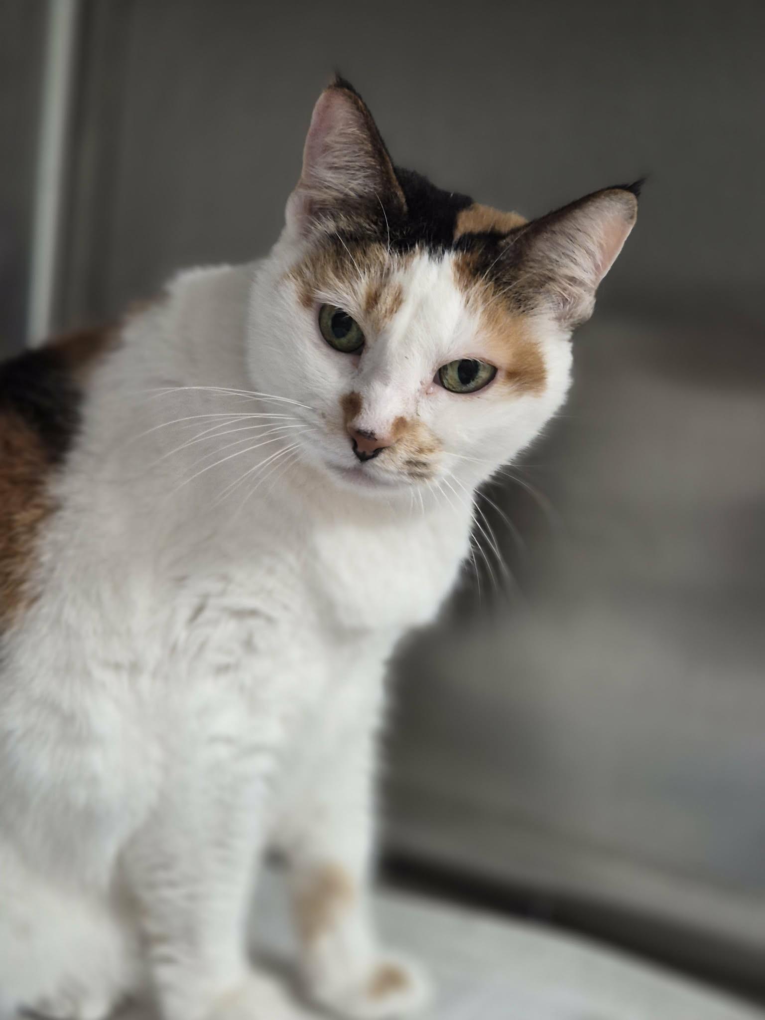 Enlarge Lucy, an adopted Calico in West Palm Beach, FL image 3/4