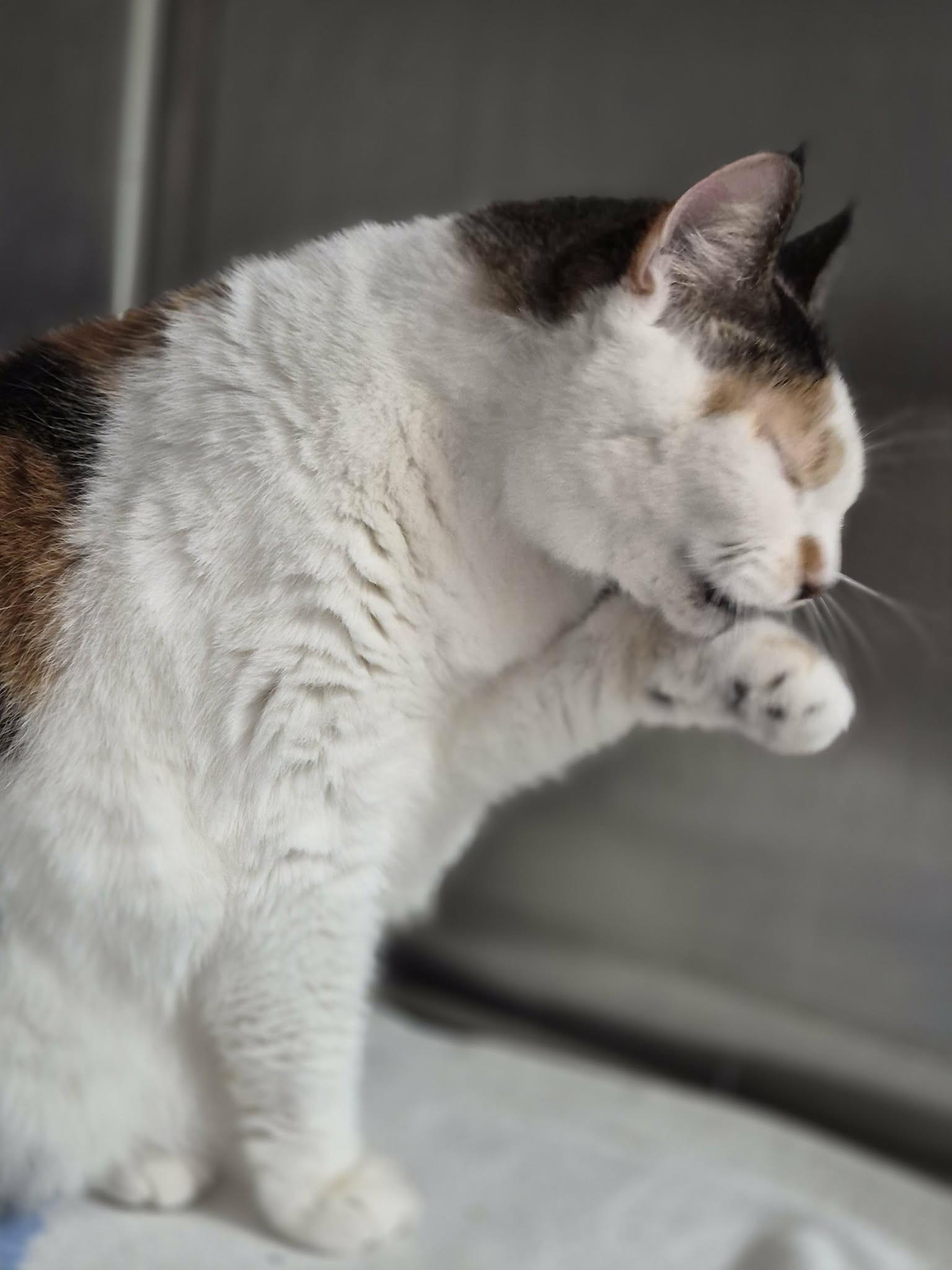 Enlarge Lucy, an adopted Calico in West Palm Beach, FL image 4/4