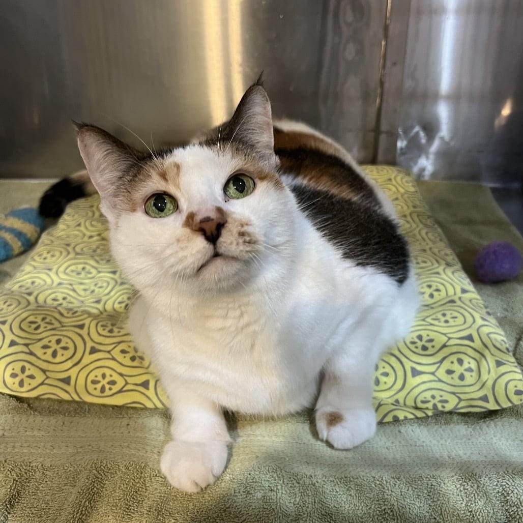 Lucy, adopted, Senior Female Calico.