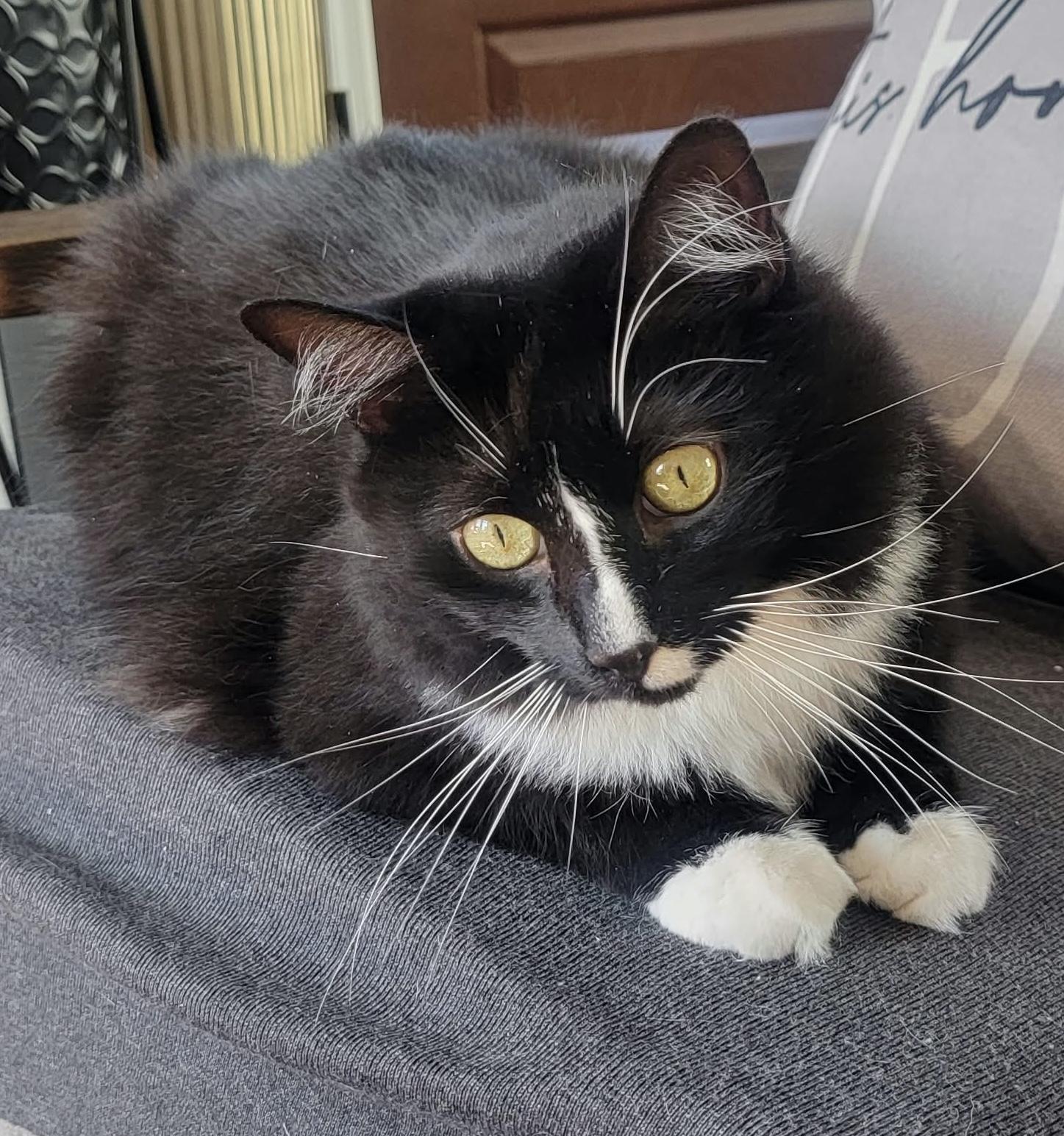 Robin, Adopted, Adult Male Tuxedo.