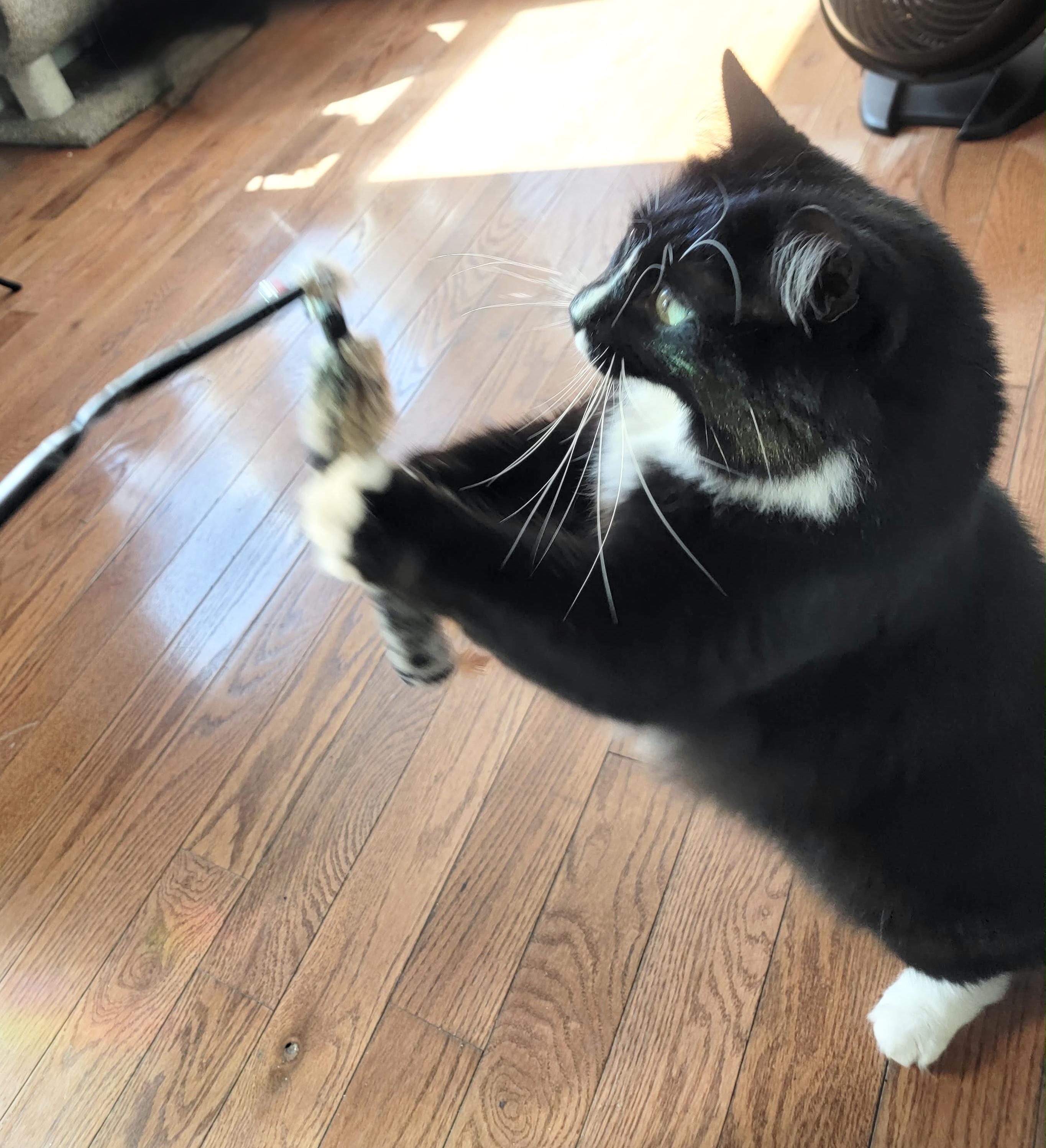 Enlarge Robin, a Adopted Tuxedo in New York, NY image 3/6