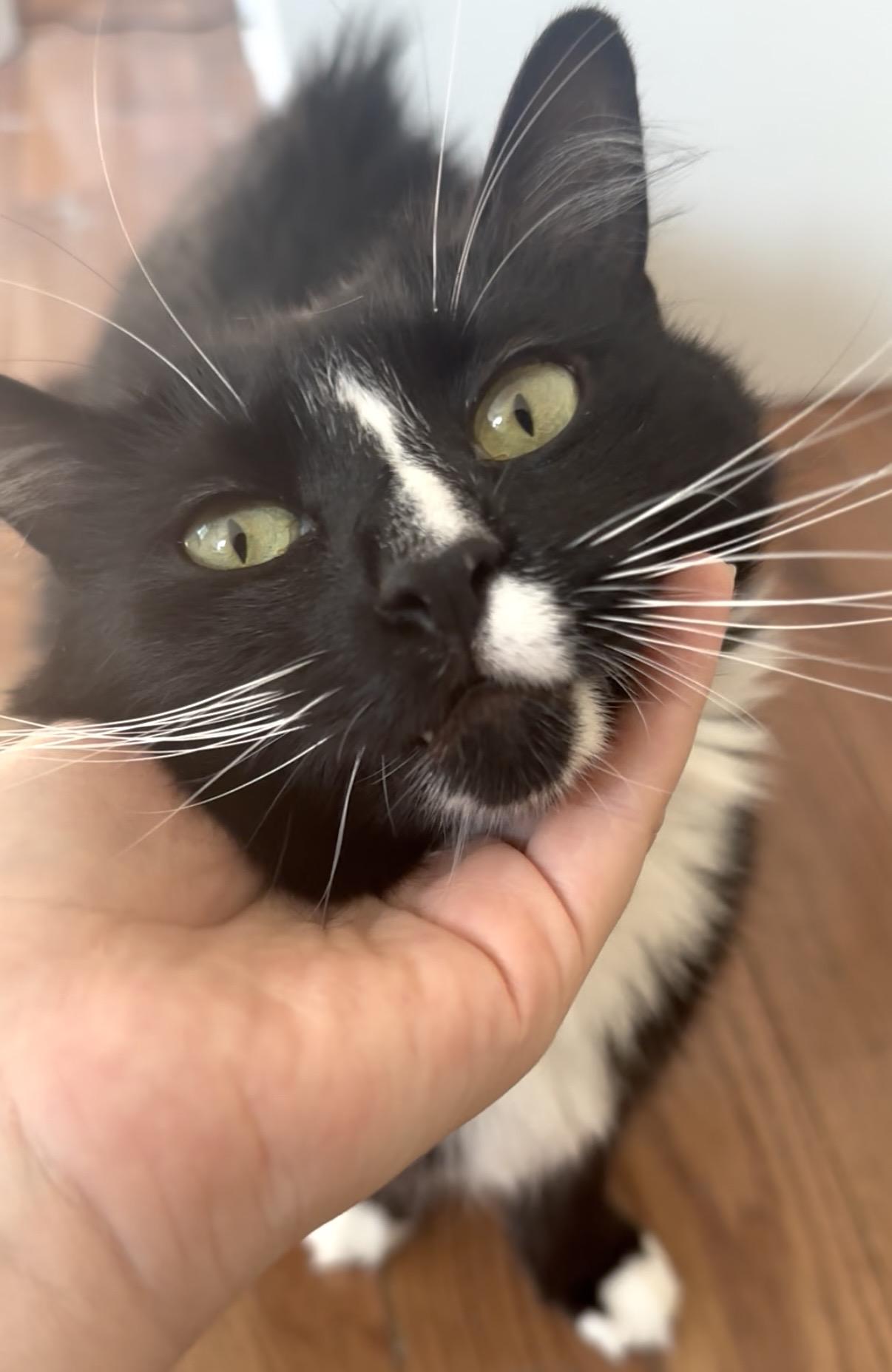 Enlarge Robin, a Adopted Tuxedo in New York, NY image 2/6