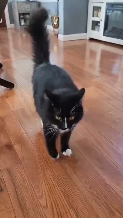 Enlarge Robin, a Adopted Tuxedo in New York, NY video 4/6