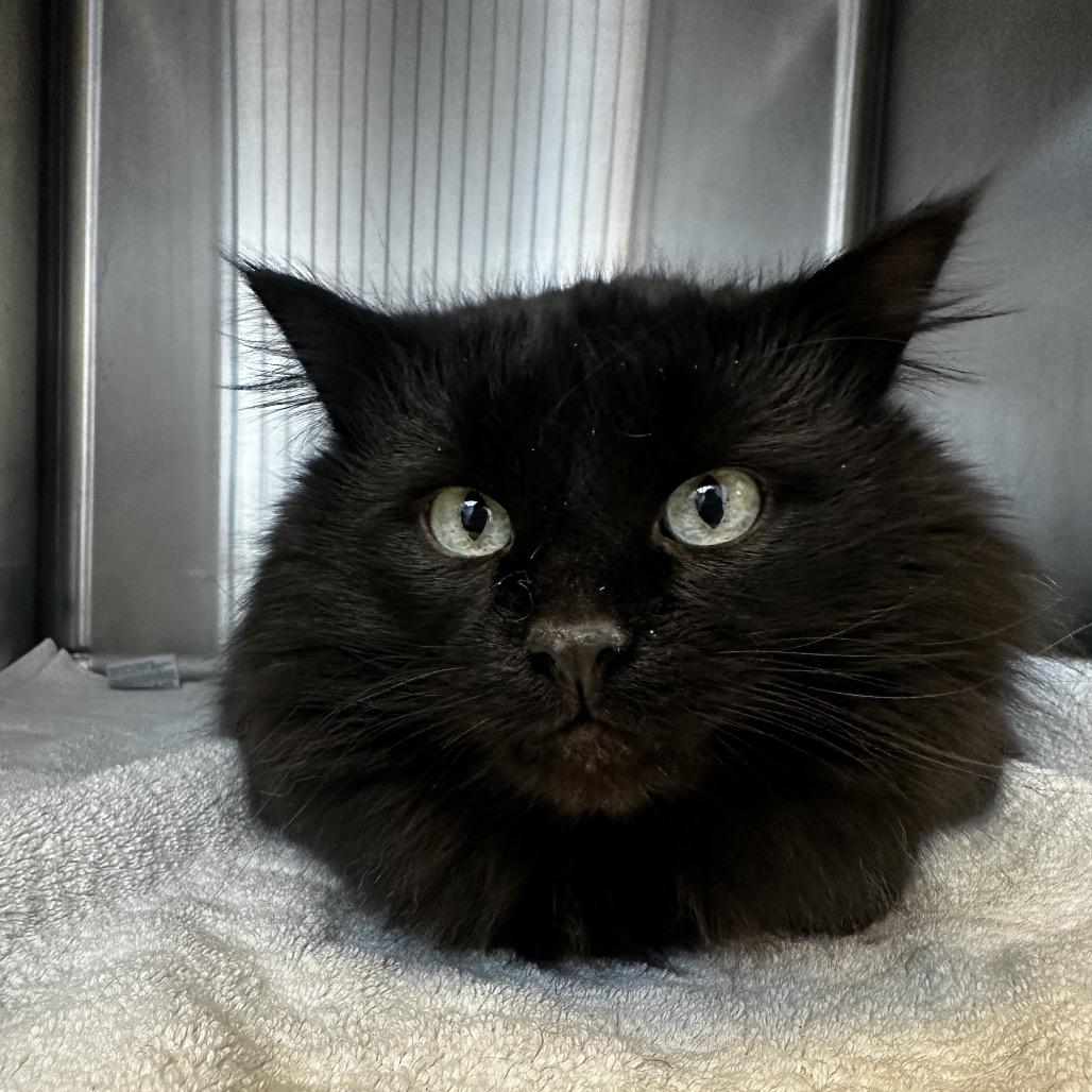 Gunther, Adoptable, Senior Male Domestic Long Hair.