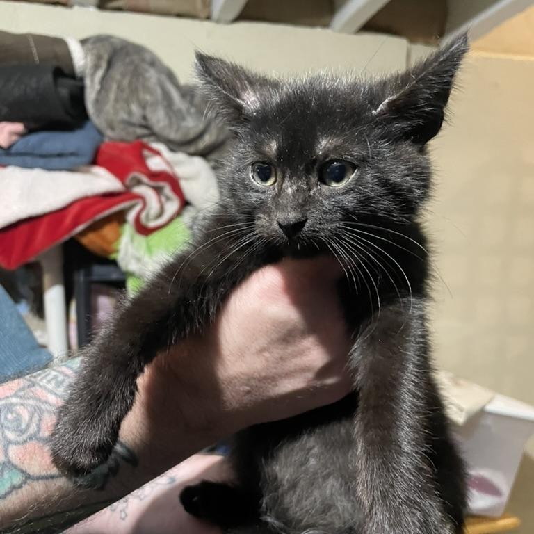 Sammy, Adoptable, Kitten Male Domestic Short Hair.