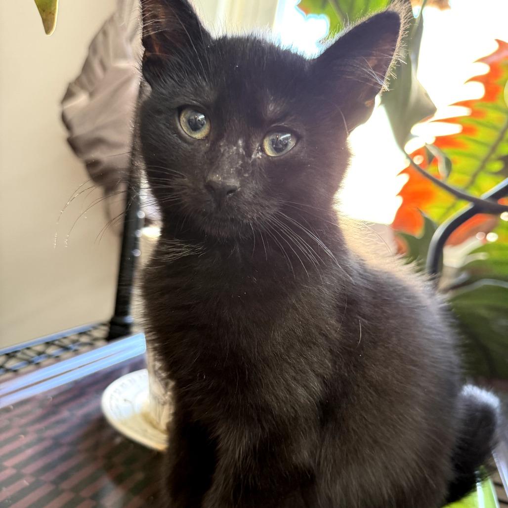 Sammy, Adoptable, Young Male Domestic Short Hair.