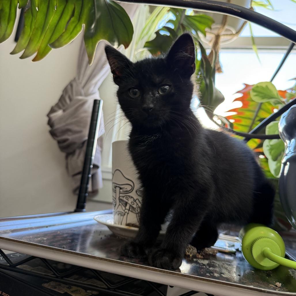 Enlarge Sammy, a Adoptable Domestic Short Hair in PITTSBURGH, PA image 3/4