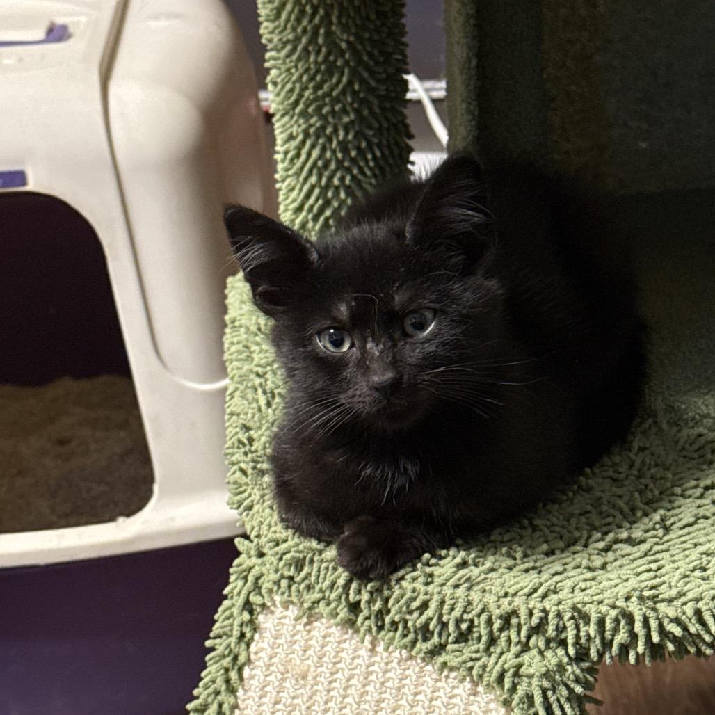 Enlarge Sammy, a Adoptable Domestic Short Hair in PITTSBURGH, PA image 4/4