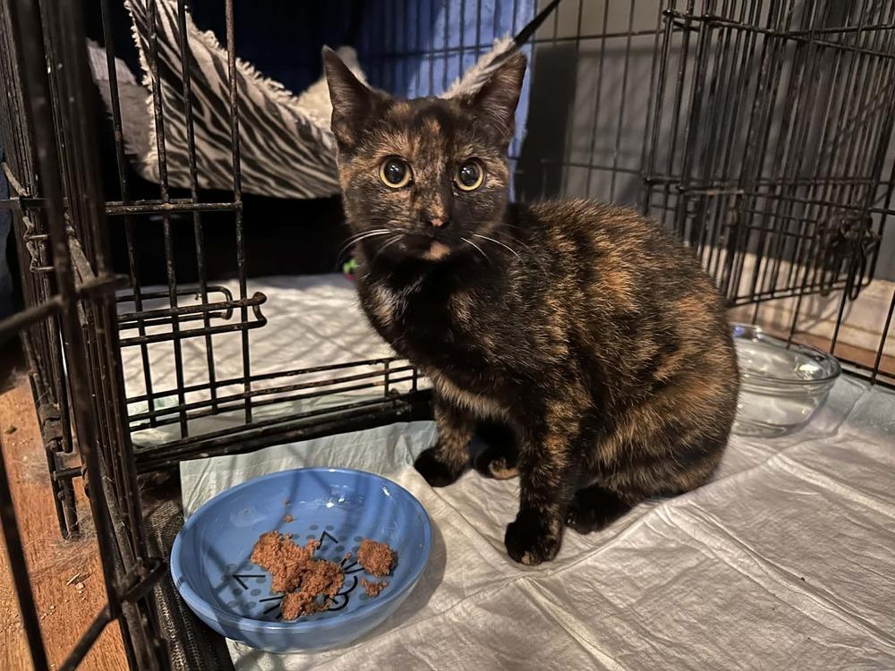 Beacon, Adoptable, Young Female Domestic Short Hair.