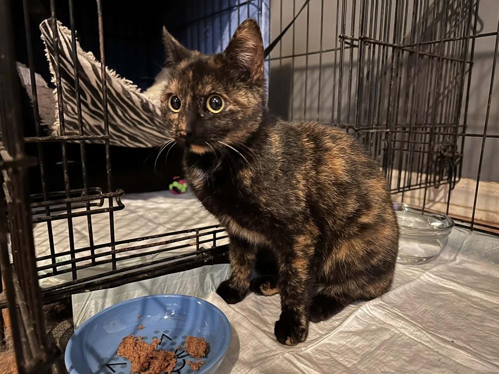 Enlarge Beacon, a Adoptable Domestic Short Hair in Kannapolis, NC image 2/2