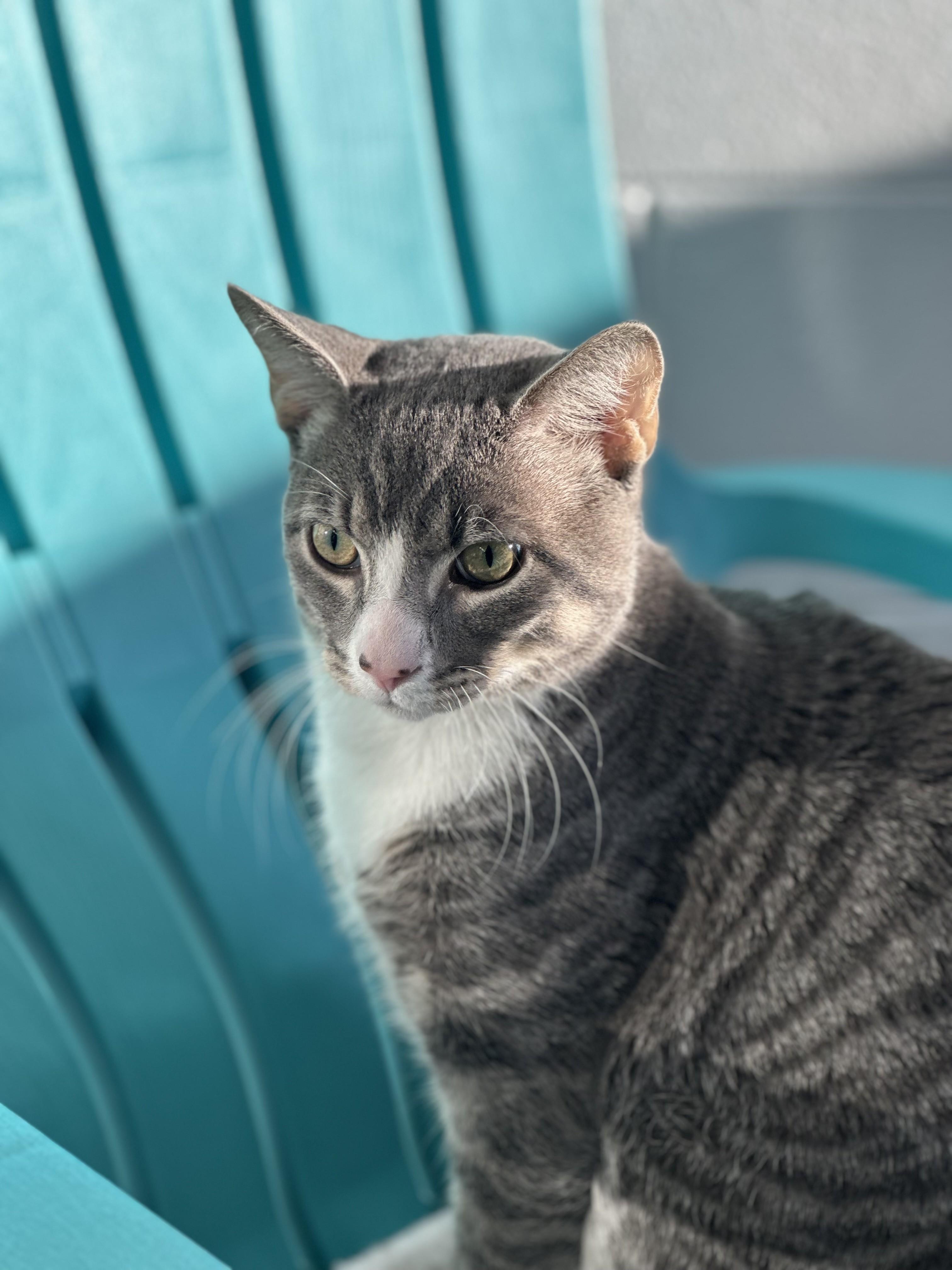 Enlarge Whiskers, a ADOPTABLE Domestic Short Hair in Stafford, VA image 2/2