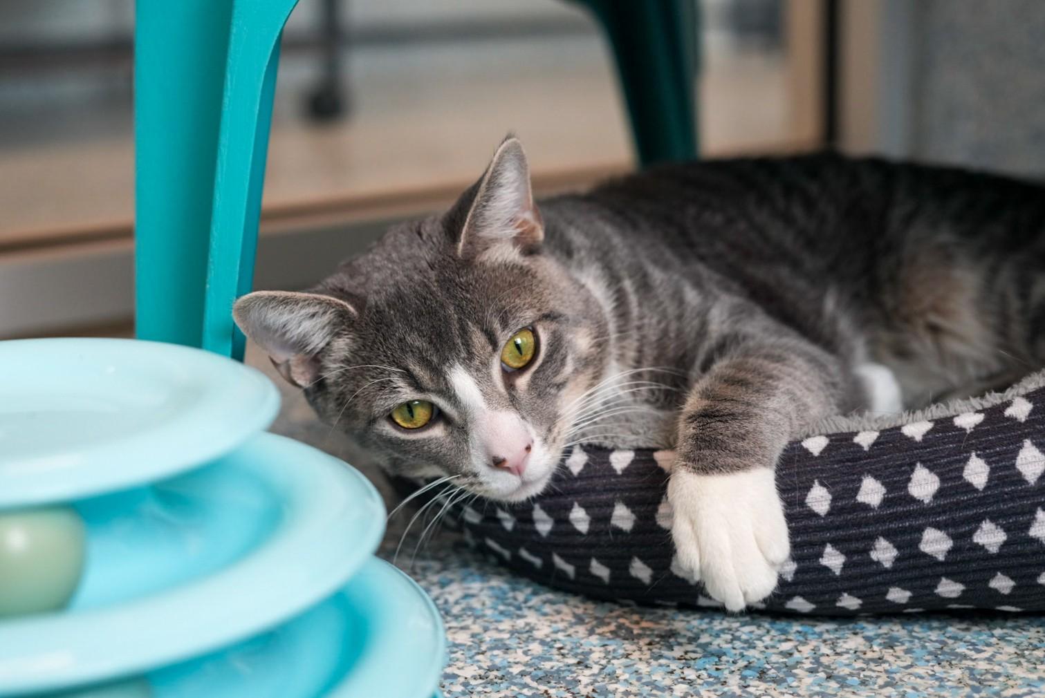 Enlarge Whiskers, a ADOPTABLE Domestic Short Hair in Stafford, VA image 1/2