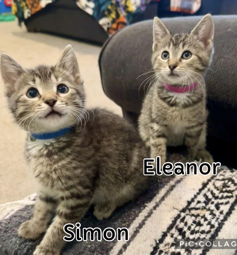 Enlarge Chipmunks :  Eleanor, a Adoptable Domestic Short Hair in Aurora, IN image 1/5