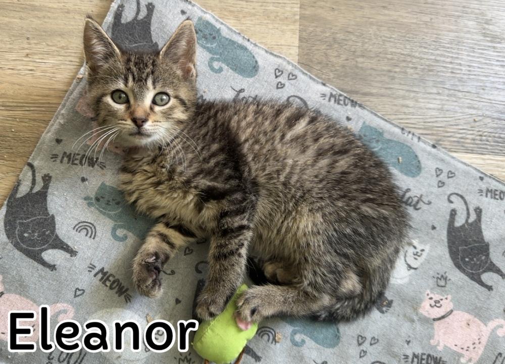 Enlarge Chipmunks :  Eleanor, a Adoptable Domestic Short Hair in Aurora, IN image 2/5