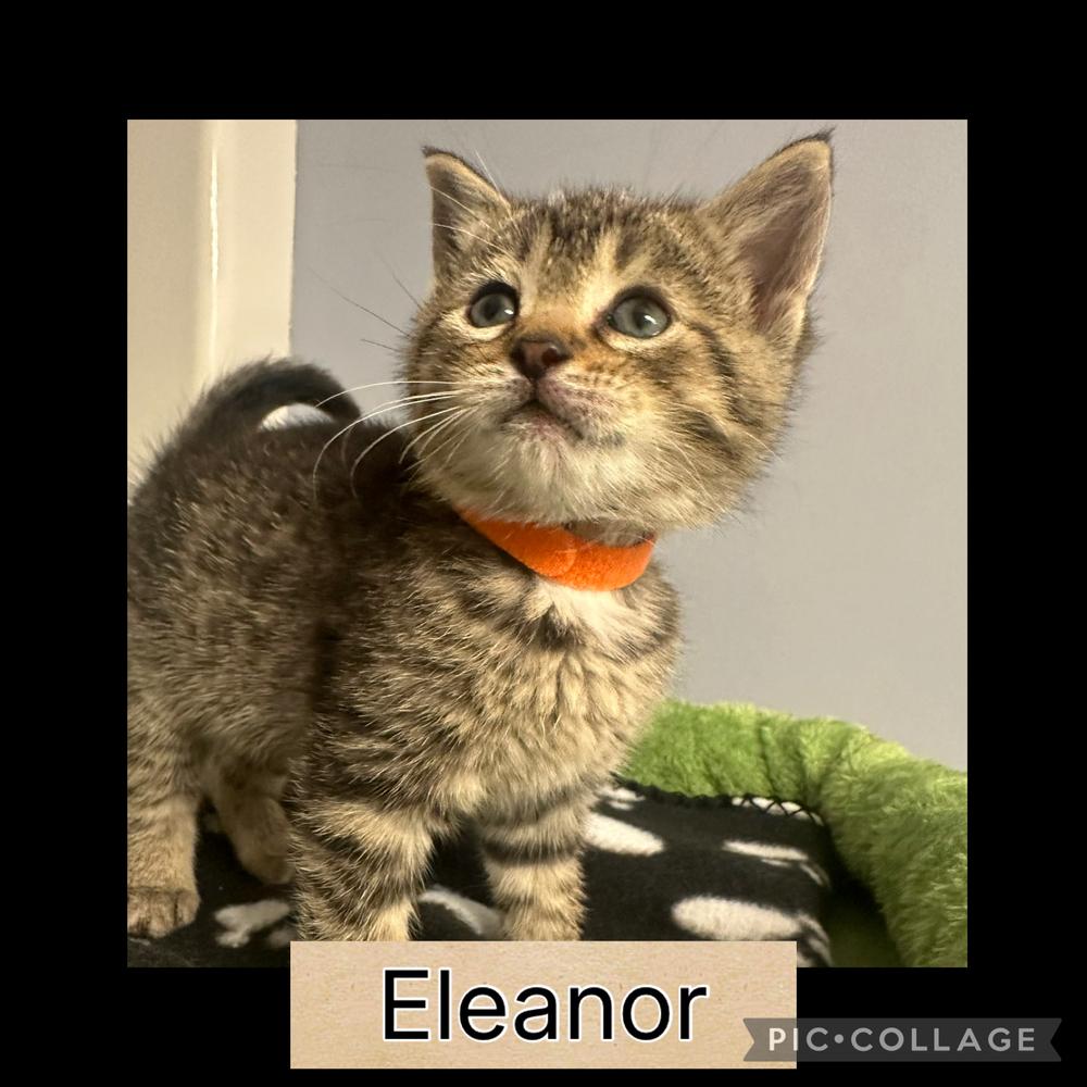 Enlarge Chipmunks :  Eleanor, a Adoptable Domestic Short Hair in Aurora, IN image 3/5