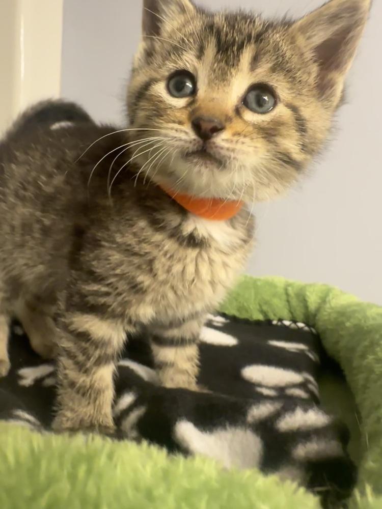 Enlarge Chipmunks :  Eleanor, a Adoptable Domestic Short Hair in Aurora, IN image 4/5
