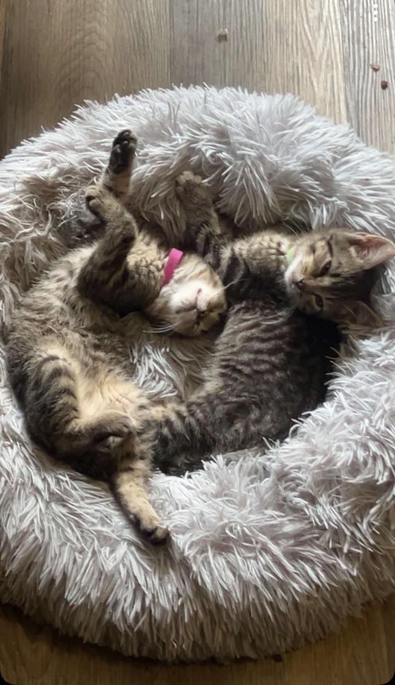 Enlarge Chipmunks :  Eleanor, a Adoptable Domestic Short Hair in Aurora, IN image 5/5