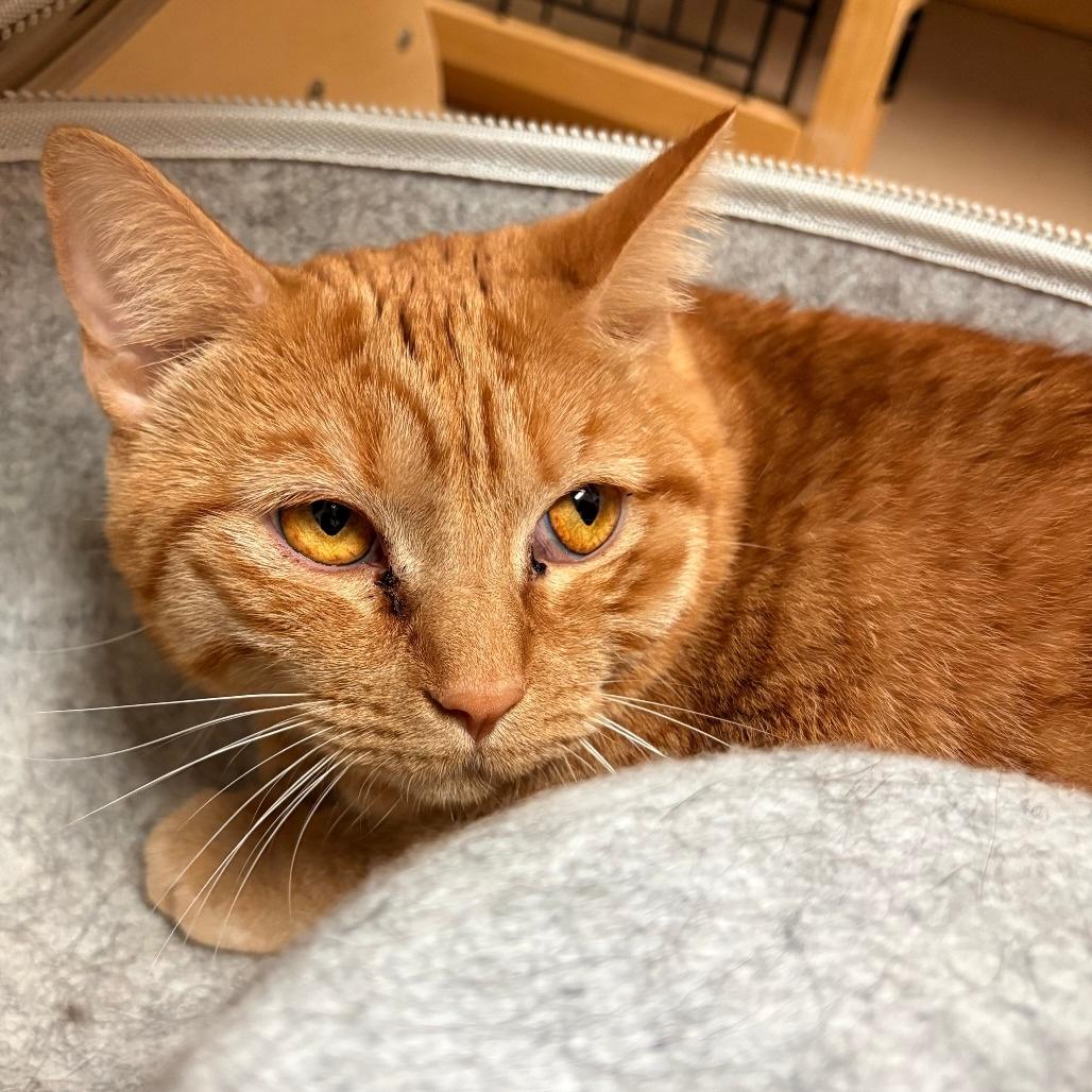 Enlarge PRINCESS PEACH, a Adoptable Domestic Short Hair in Joshua Tree, CA image 1/1