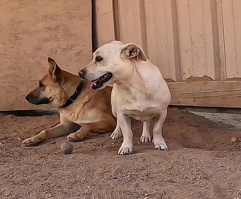 Nick, Adoptable, Adult Male Corgi & Yellow Labrador Retriever.