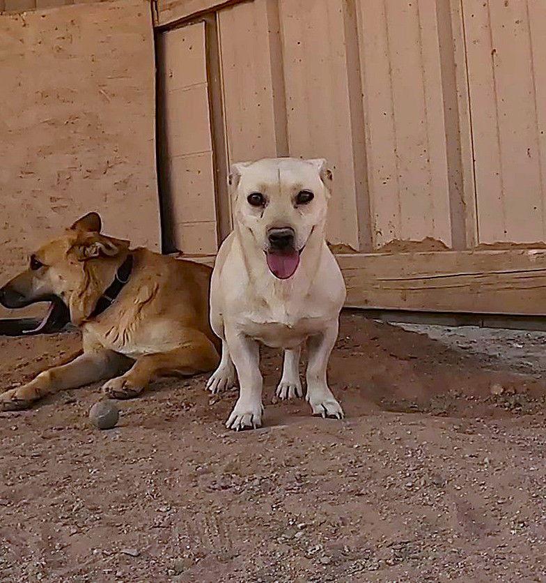 Enlarge Nick, a Adoptable mixed breed in Queen Creek, AZ image 2/3