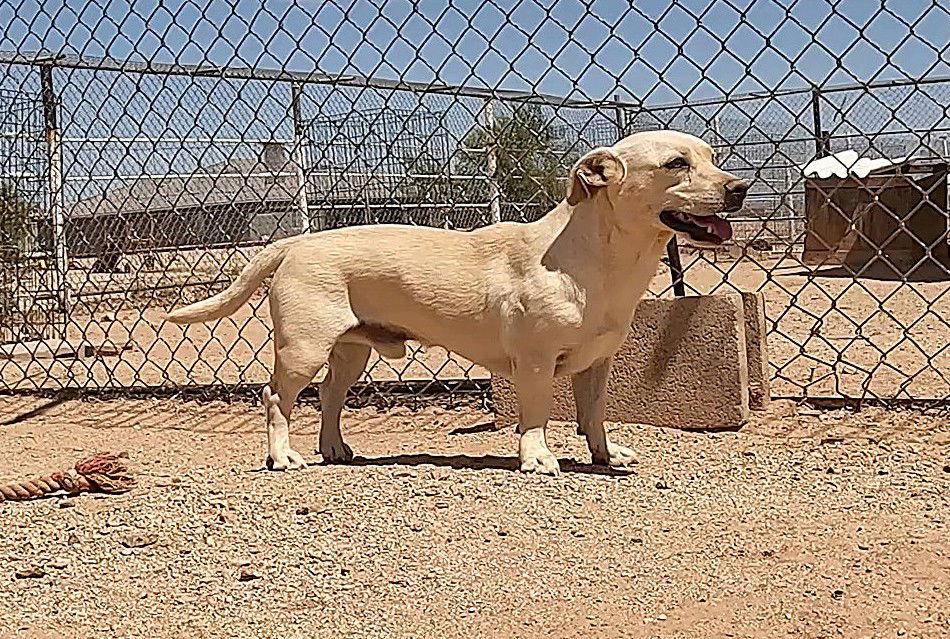 Enlarge Nick, a Adoptable mixed breed in Queen Creek, AZ image 3/3