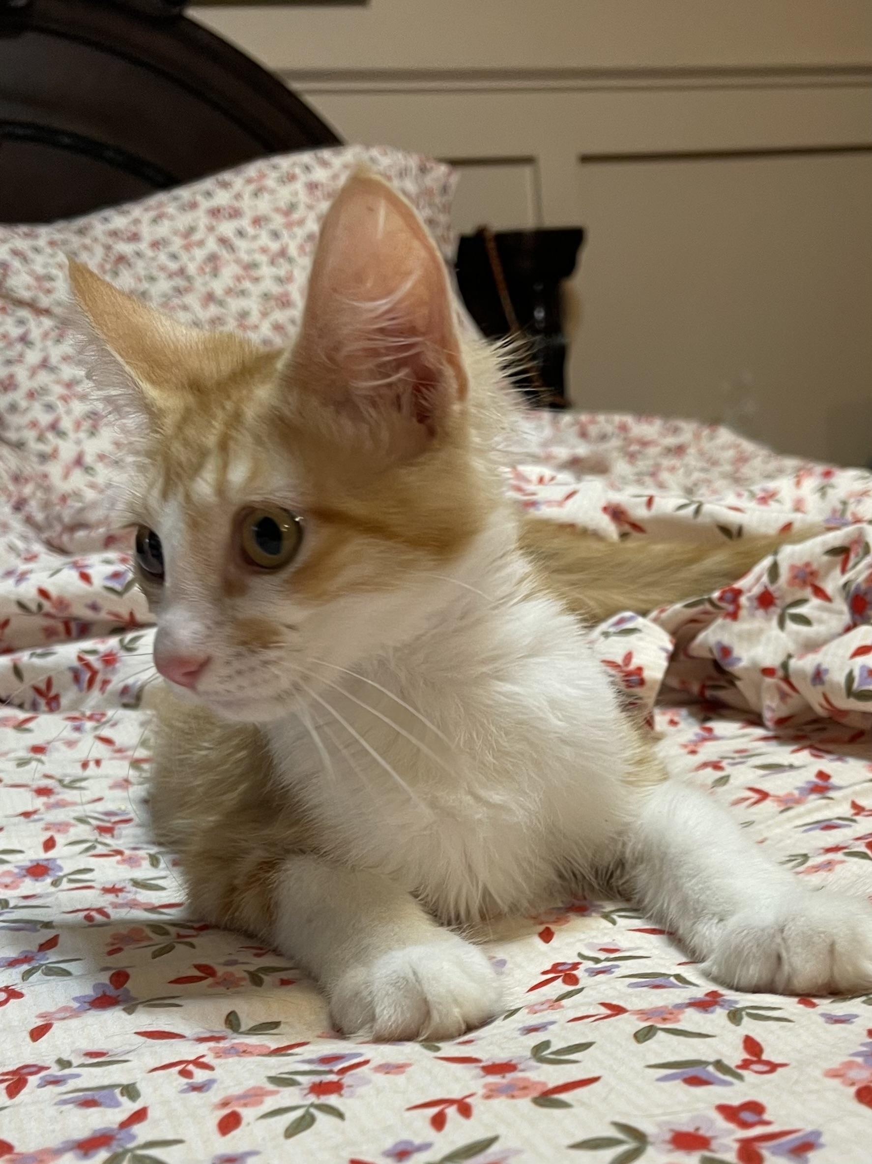 Chad, a ADOPTABLE Domestic Medium Hair in san antonio, TX image 2/2