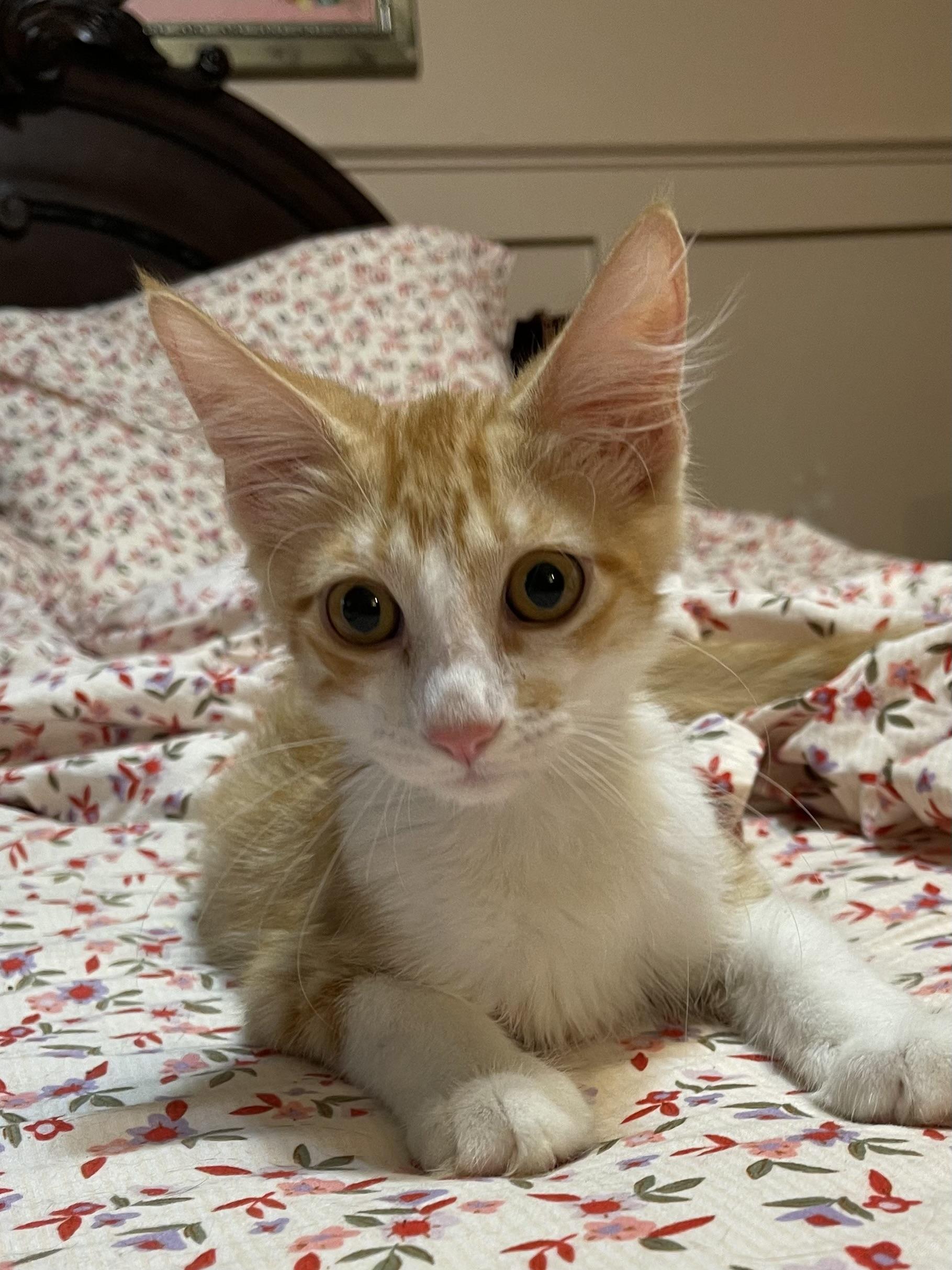 Chad, ADOPTABLE, Young Male Domestic Medium Hair.