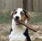 ZCL-D-XOCHITA (flower), Adoptable, Young Female Mountain Dog & Treeing Walker Coonhound.