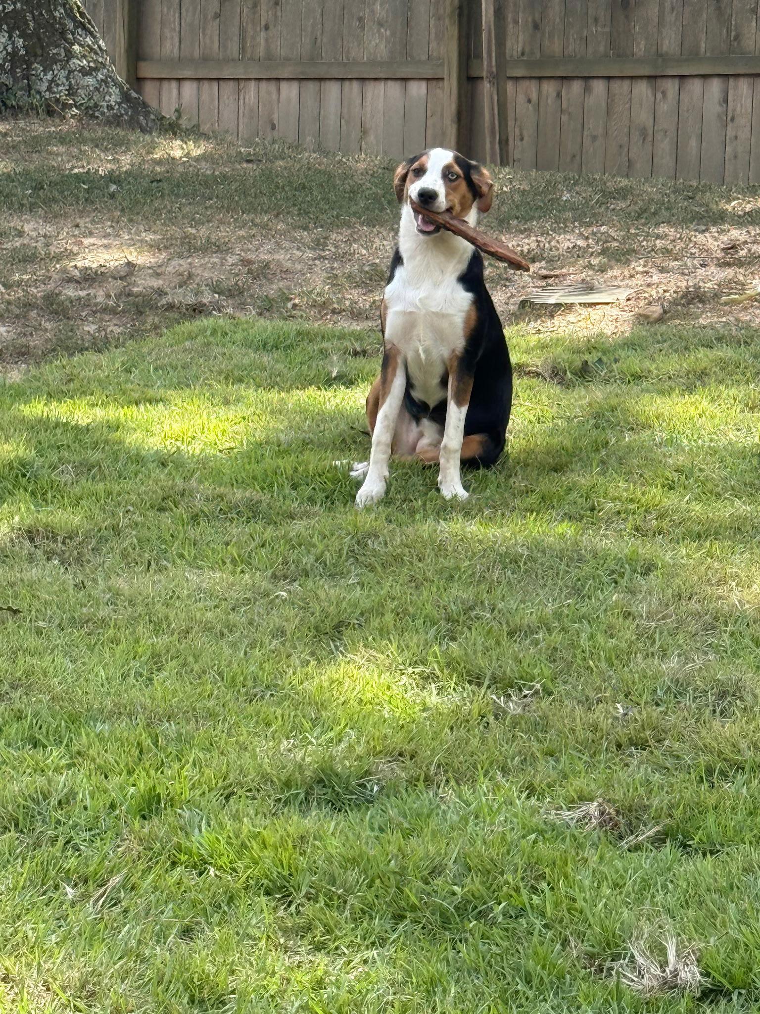 XOCHITA (flower), Adoptable, Young Female Cattle Dog.
