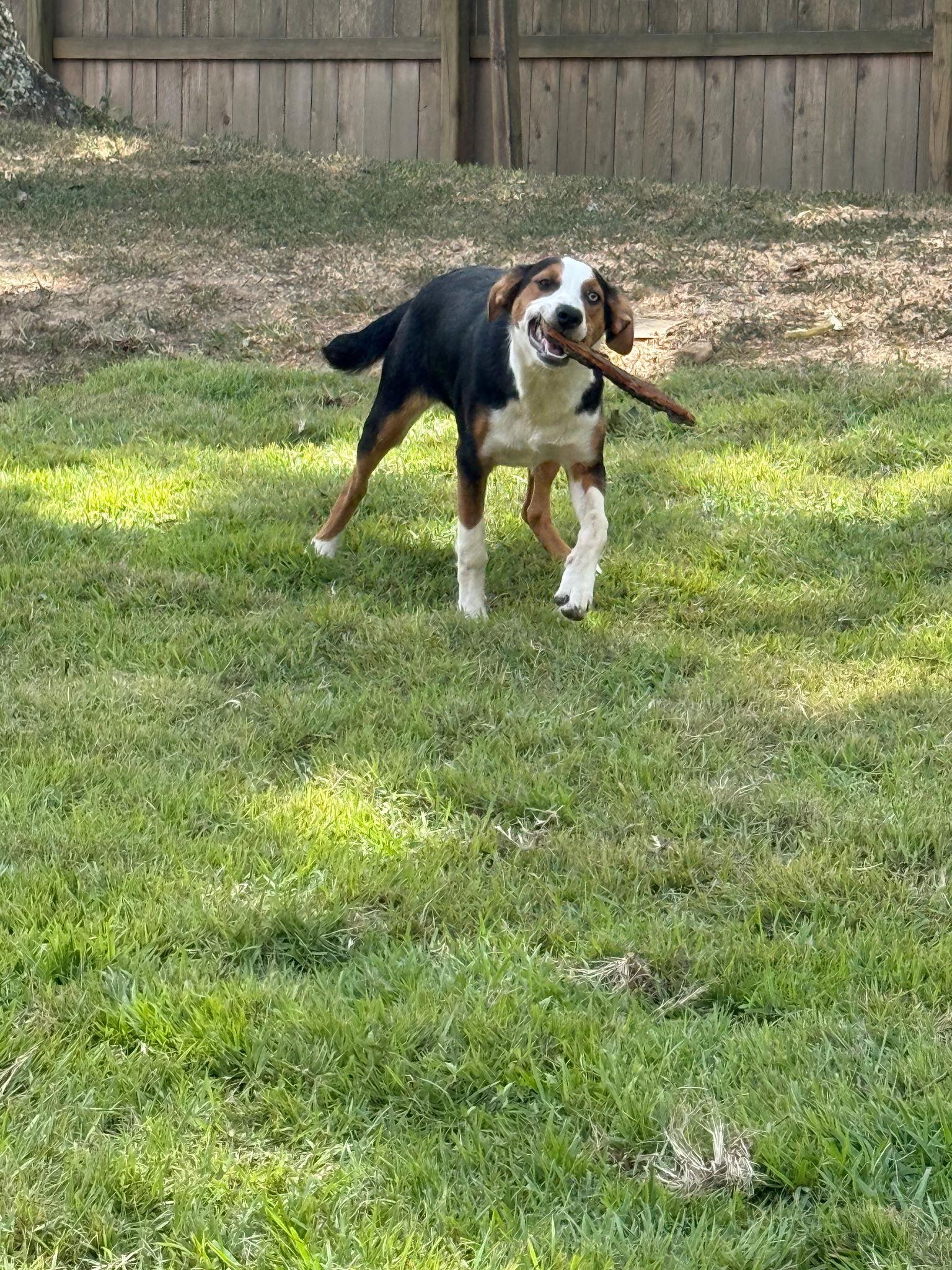Enlarge XOCHITA (flower), a Adoptable Cattle Dog in Horn Lake, MS image 2/2