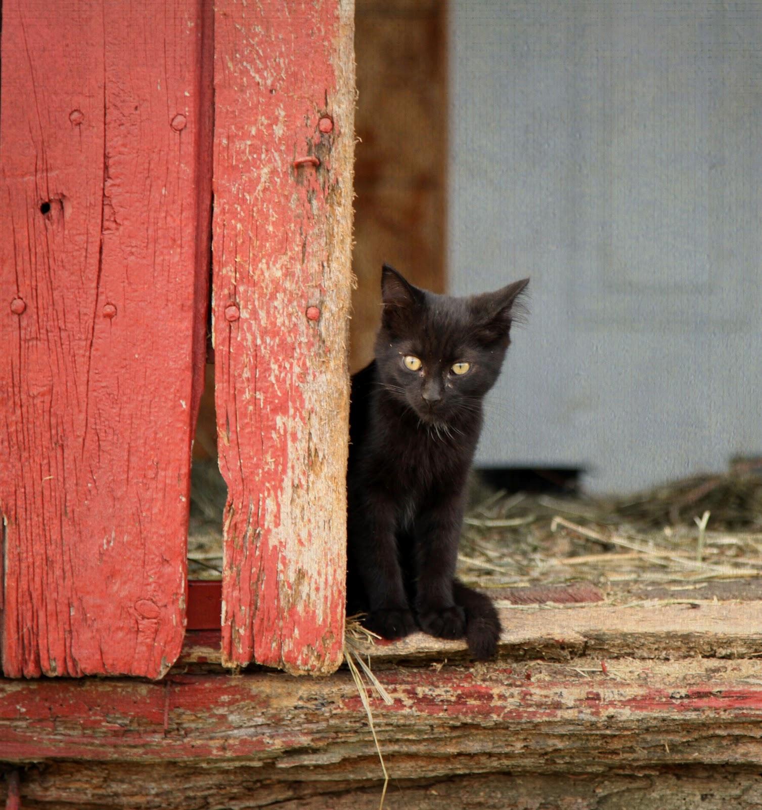 Barn Cats- variety, a Adoptable Domestic Short Hair image 1/2