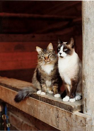 Barn Cats- variety photo 2