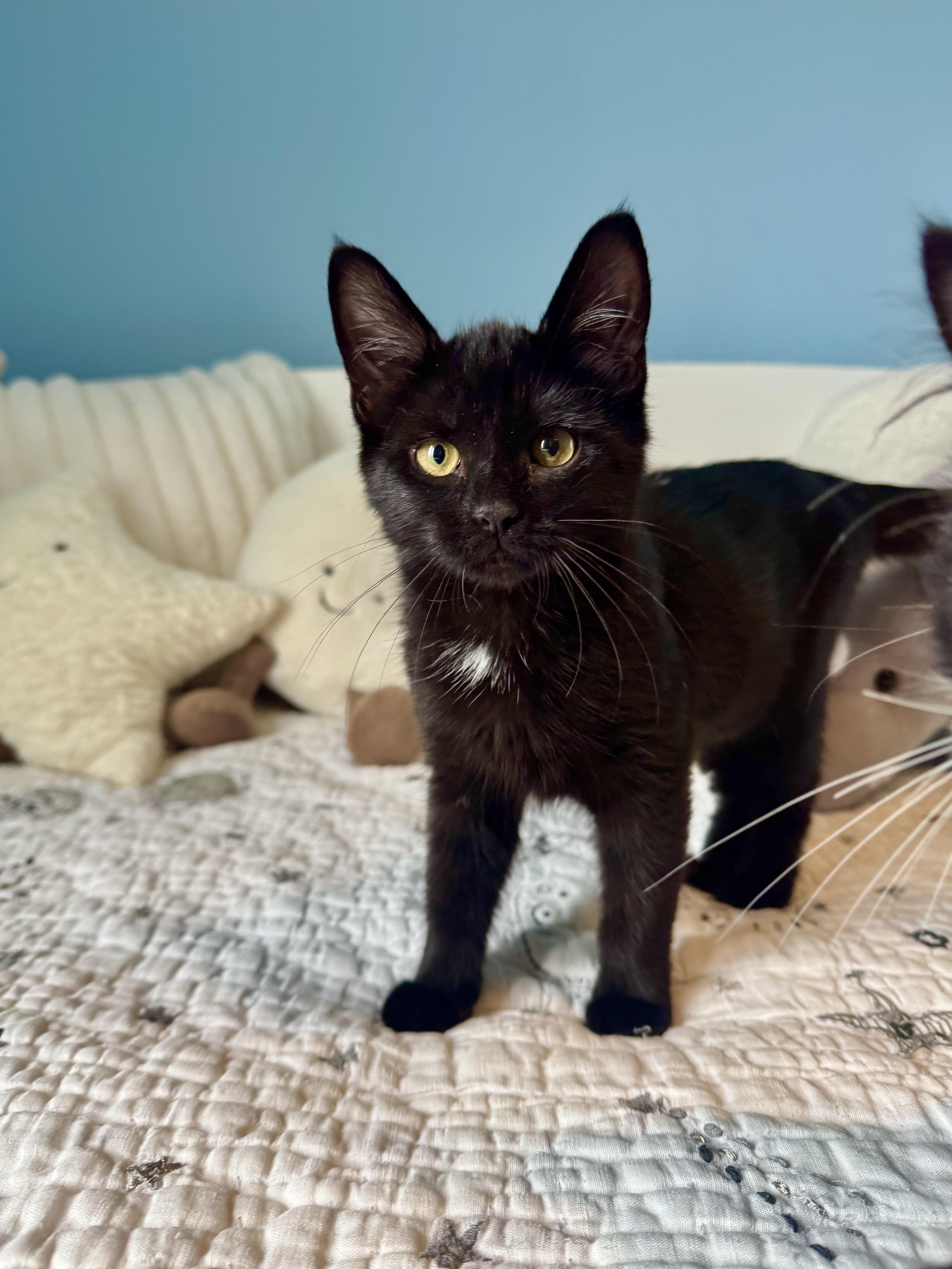 Paris, a ADOPTABLE Domestic Short Hair in Ramsey, NJ image 2/4