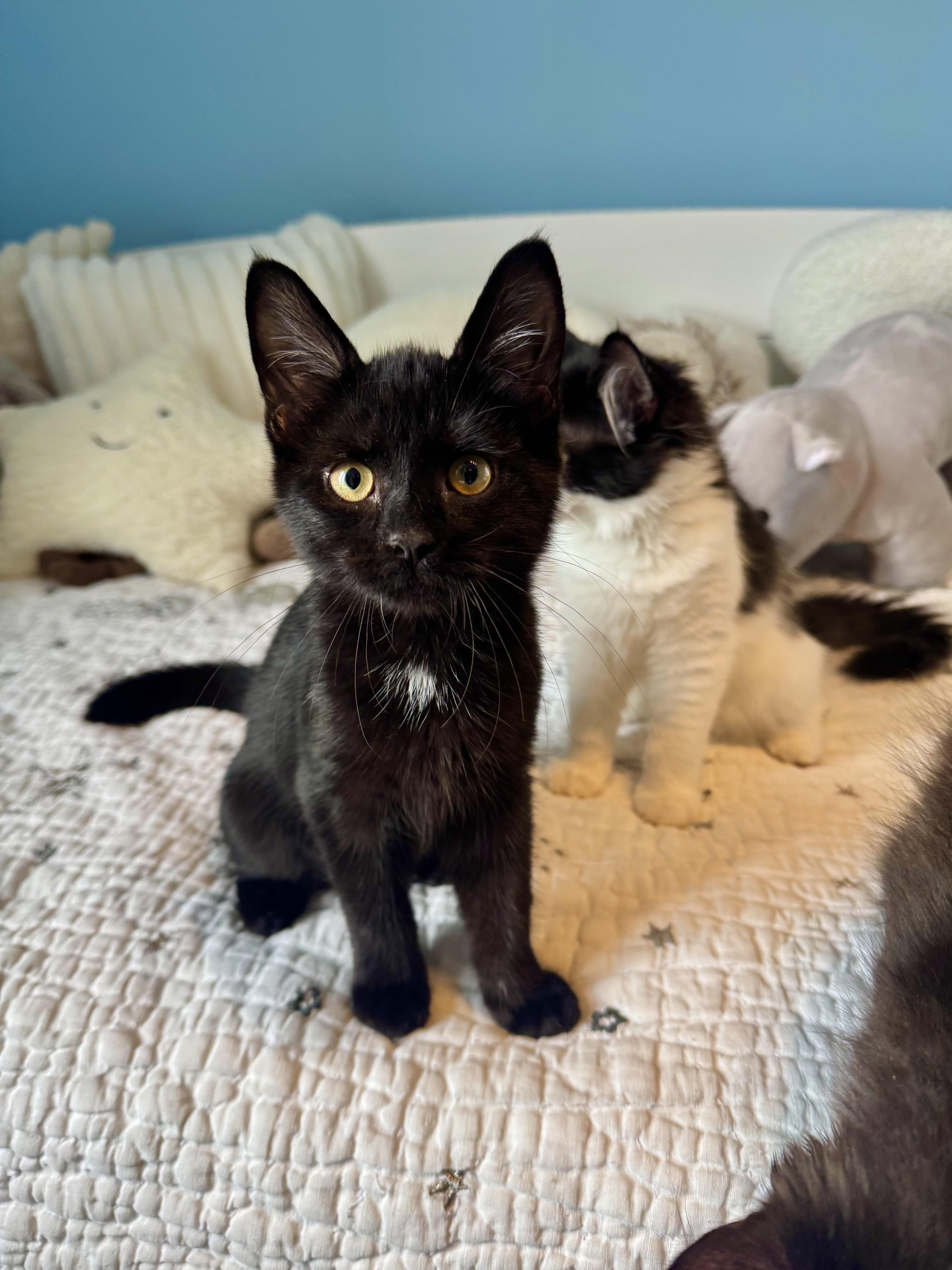 Paris, a ADOPTABLE Domestic Short Hair in Ramsey, NJ image 3/4