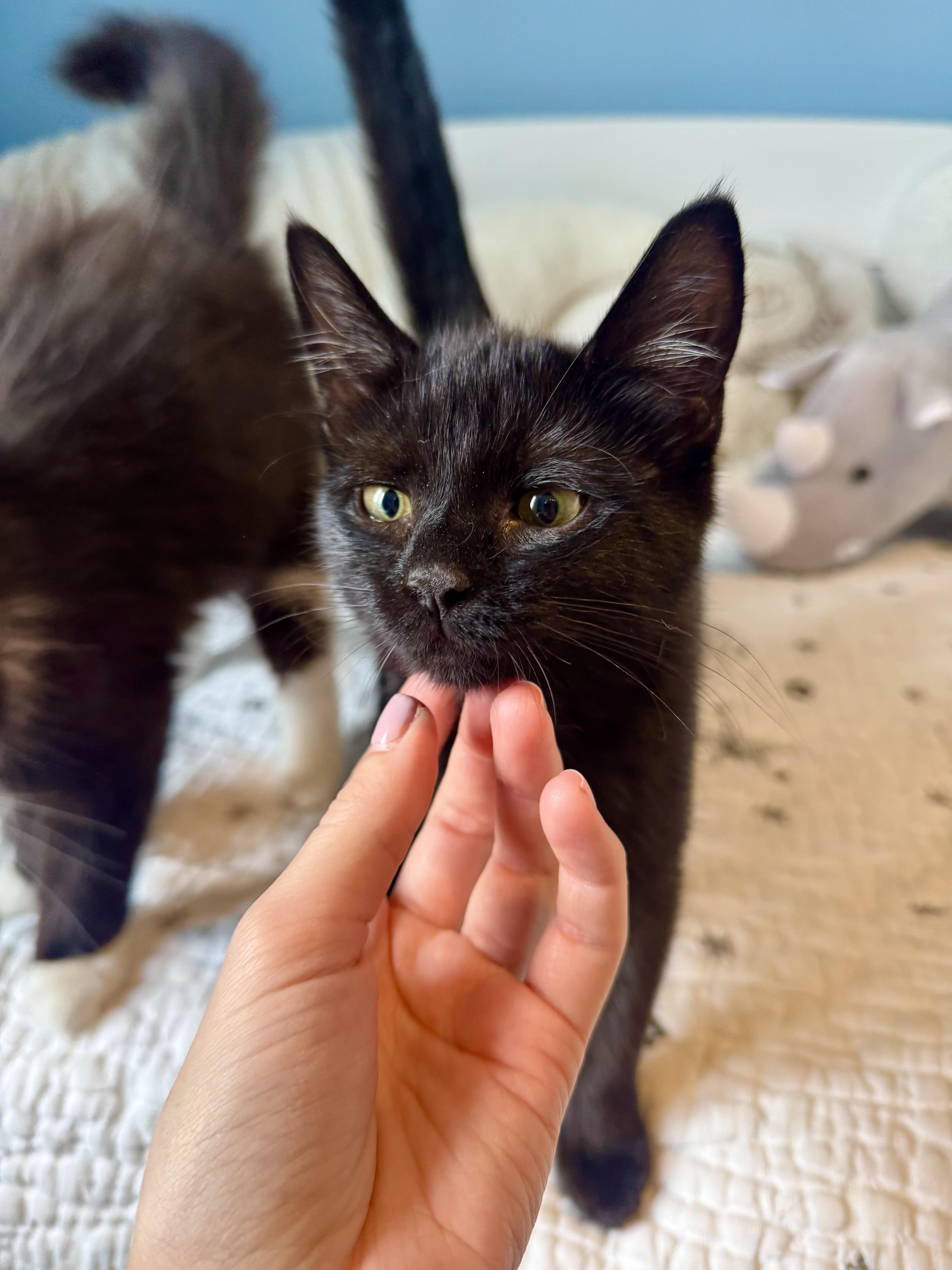Paris, a ADOPTABLE Domestic Short Hair in Ramsey, NJ image 1/4