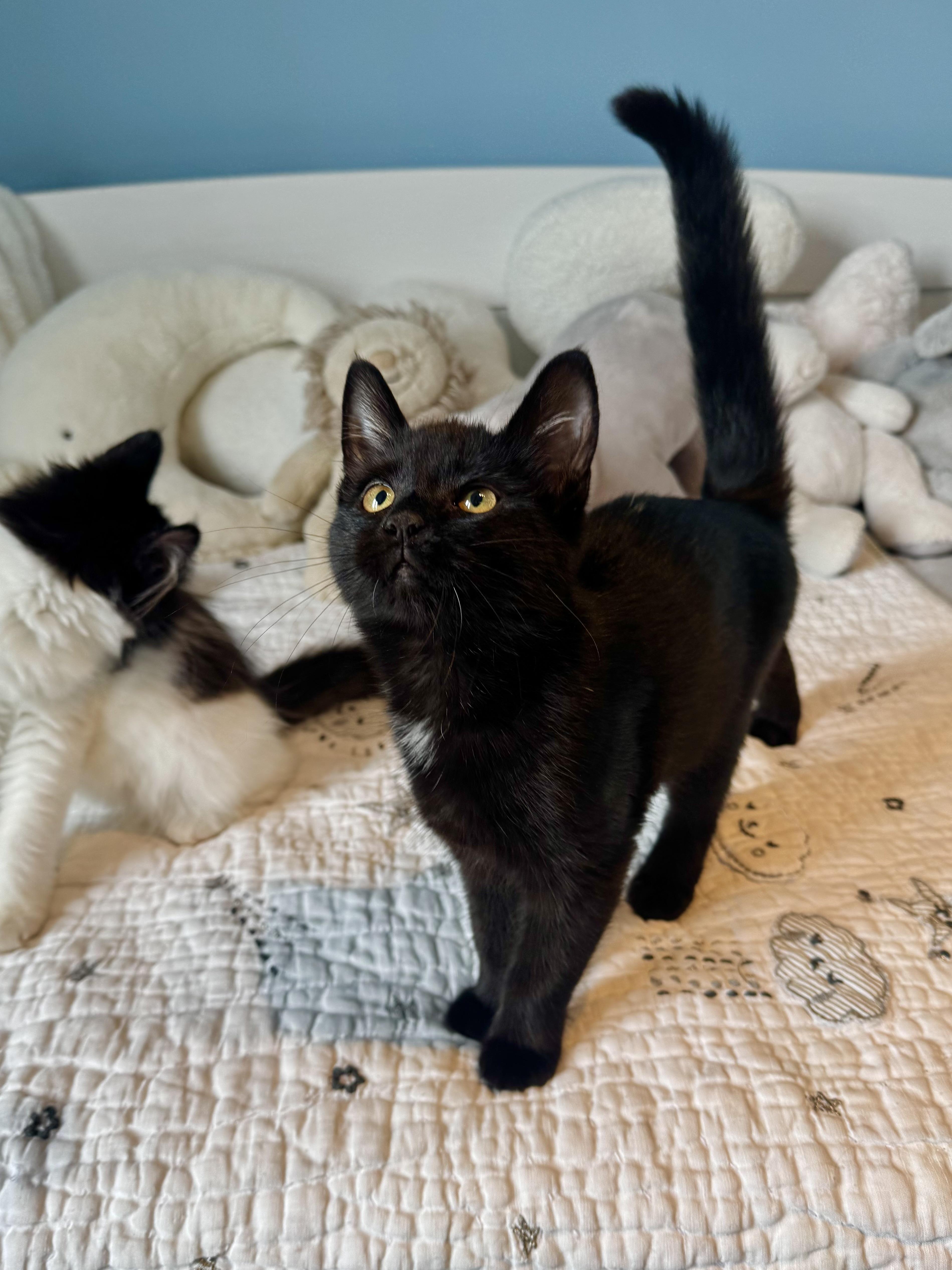 Paris, a ADOPTABLE Domestic Short Hair in Ramsey, NJ image 4/4