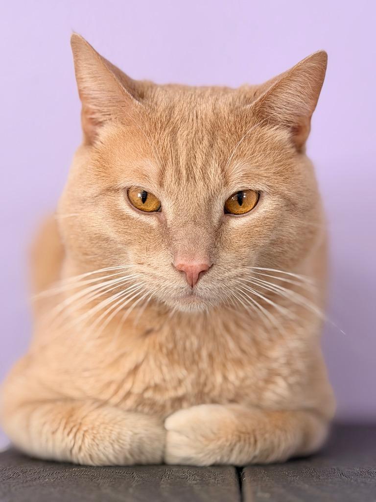 Cooper, Adopted, Young Male Domestic Short Hair.