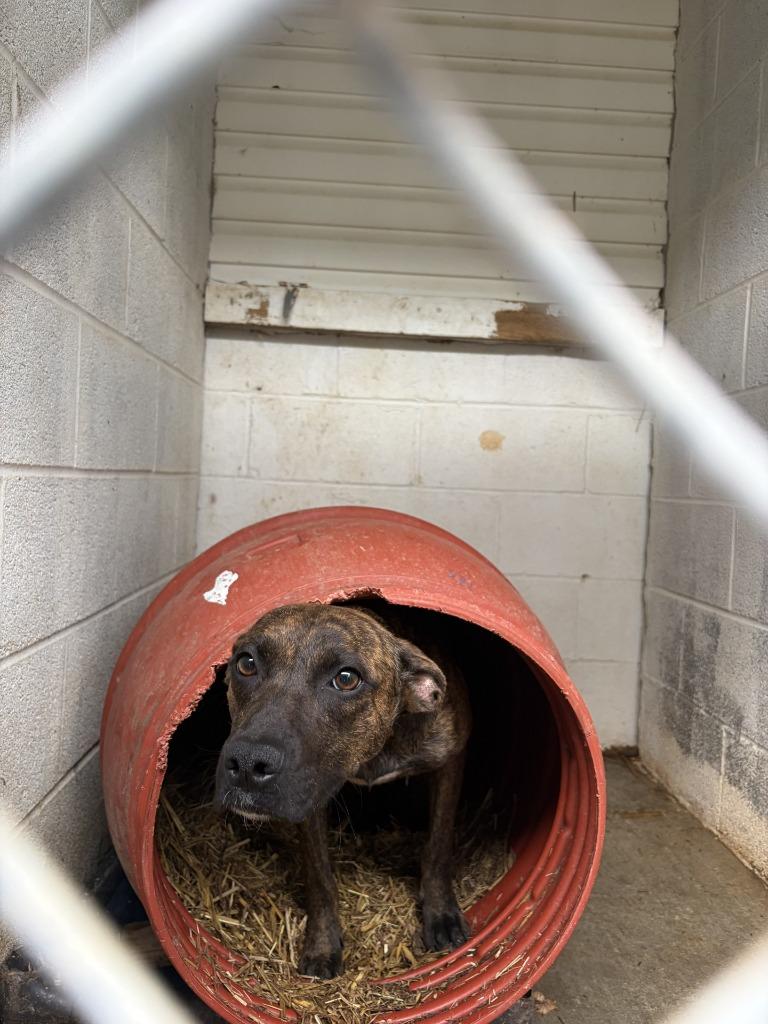 Enlarge Brynn, a Adoptable mixed breed in Lawrenceburg, TN image 1/1